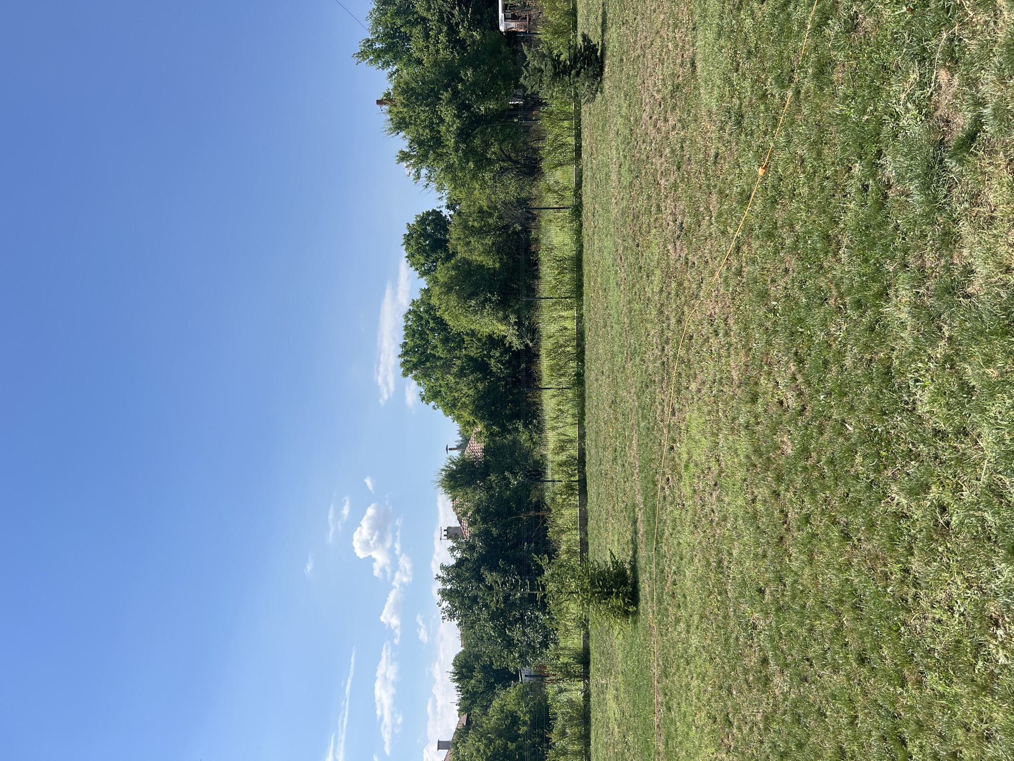 The image depicts an outdoor scene with a clear blue sky and scattered white clouds. In the foreground, a well-maintained lawn covers the ground, with a thin yellow cord running across it from the bottom left towards the middle right. Two small evergreen trees are planted in the lawn, one closer to the left side and the other to the right.
Beyond the lawn, a fence separates it from a line of dense greenery, including bushes and various trees. In the background, glimpses of houses with terracotta roofs are visible through the trees, suggesting a residential area. The architecture and the lush vegetation indicate a warm climate.
This scene is consistent with a view in the city of Galabnik, Bulgaria, a location known for its green spaces and residential neighborhoods. The overall impression is one of a peaceful, sunlit day in a suburban or semi-rural environment. There are no people or animals visible in the image.