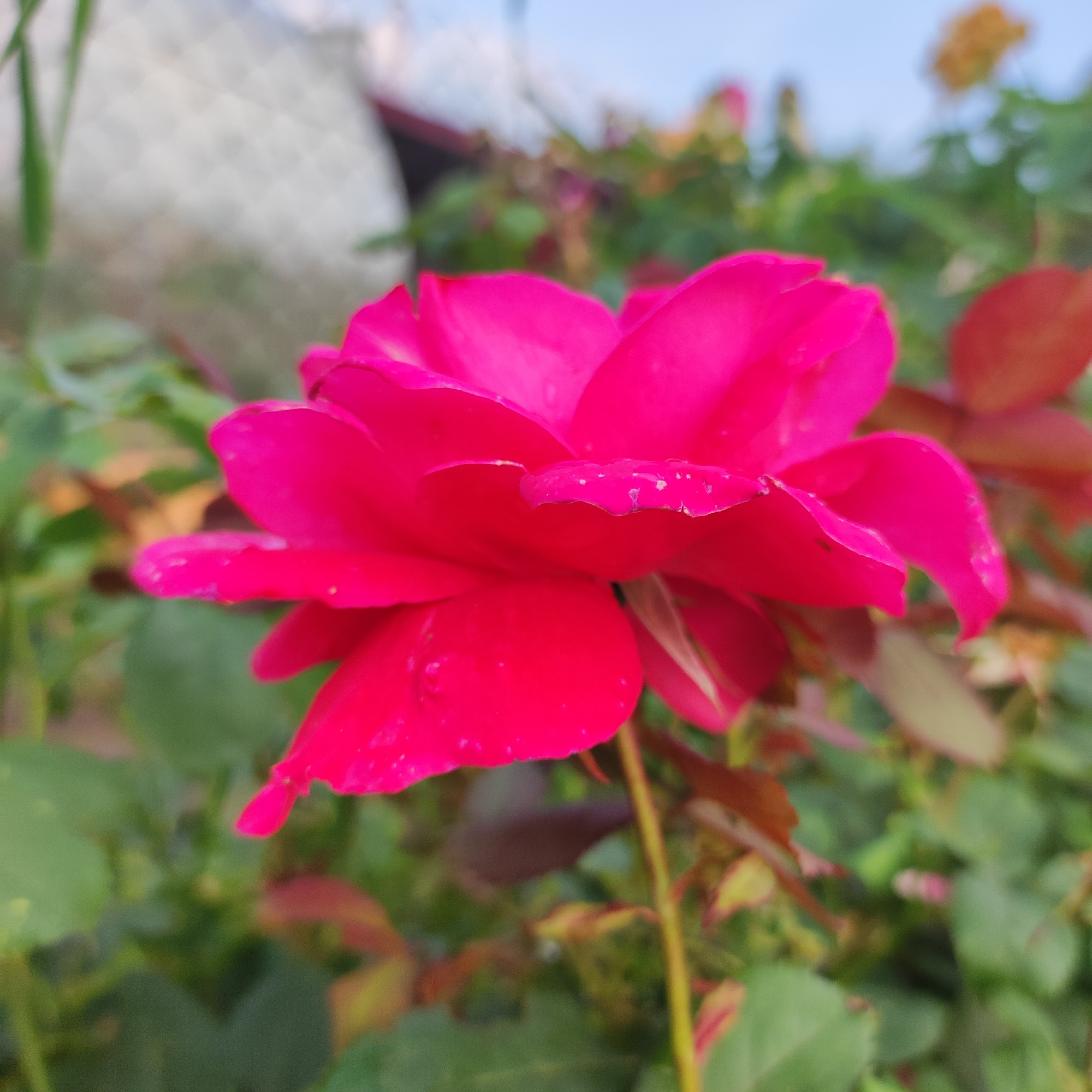 A close-up, low-angle shot focuses on a vibrant pink rose in bloom. The rose, with its many petals unfurling, is the primary subject. Small water droplets are visible on some of the petals, suggesting it may have recently rained or been watered. The rose is surrounded by greenery and other foliage, with some reddish-brown leaves also present in the background, hinting at the end of summer or early autumn. In the far background, a blurry white structure with a diamond pattern is visible, along with a hint of a pale blue sky. The scene appears to be an outdoor garden. The lighting suggests it is daytime, possibly late afternoon given the soft light. There is no text visible in the image. The setting is identified as Navoloki, Russia.