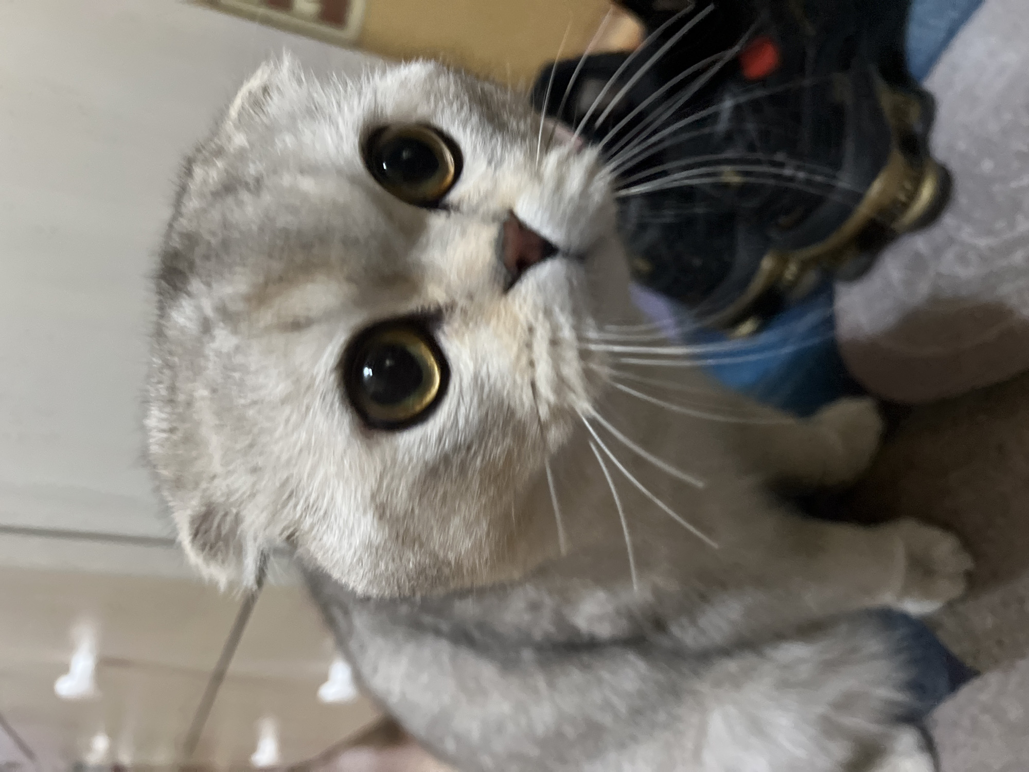 A close-up, slightly tilted, eye-level shot captures a grey Scottish Fold cat. The cat has large, round, golden eyes that dominate its face. Its fur is a mix of grey and white shades. Long, white whiskers extend from the sides of its nose. The background is slightly blurred and contains an item that's difficult to identify, possibly an ornament. The location is Unknown, Unknown.