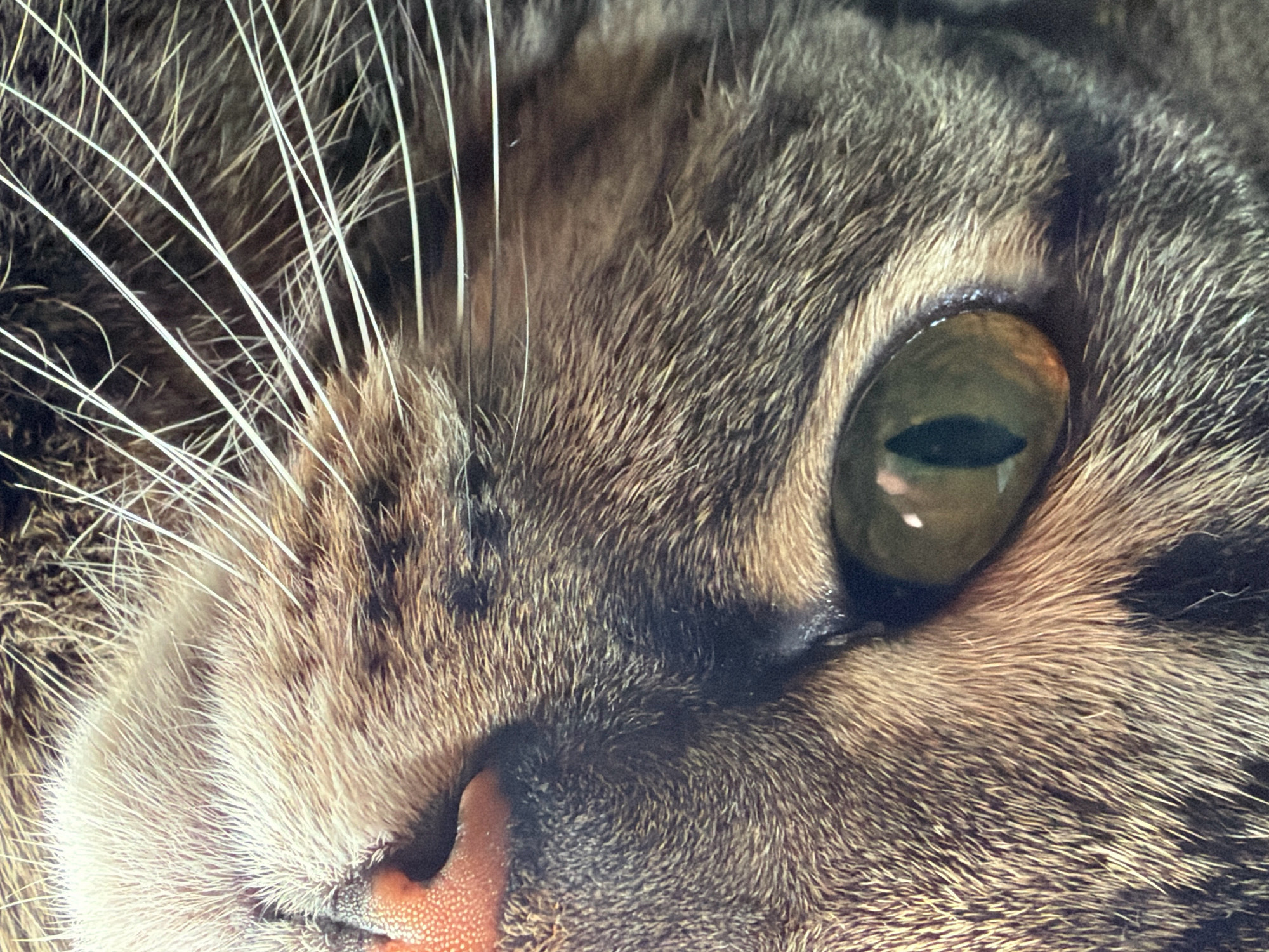 A close-up, eye-level, horizontal shot of a tabby cat's face is captured. The cat's left eye, a striking green with a slit pupil, is the focal point, reflecting ambient light. Its whiskers, long and white, fan out from the left side of its face, partially obscuring its nose. The cat's fur is a mix of brown, black, and tan, with visible texture. The image is cropped tightly, showing only a portion of the cat's face. The scene is devoid of any specific environmental or geographical indicators that would associate it with Pavlodar, Kazakhstan, or any other city. The subject is the cat itself, with no human presence or interaction depicted.