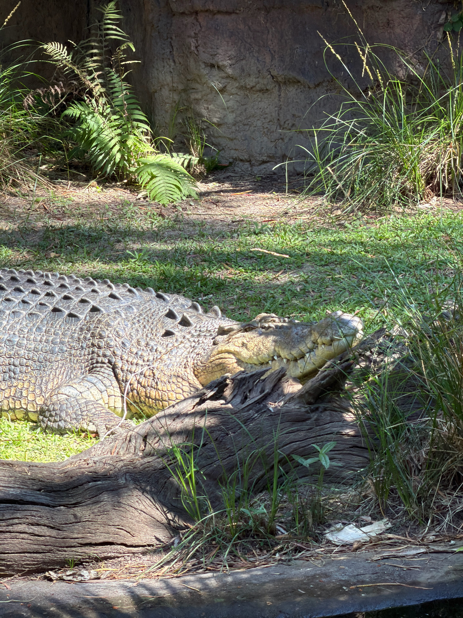 The original image shows a large crocodile lying on grass next to a partially submerged log. The crocodile's head is resting on the log, with its jaws slightly open, revealing its teeth. The crocodile's scaly skin is visible, as well as the rows of bony plates along its back. In the background, there are rocks and vegetation, including ferns and tall grasses. The scene appears to be in a naturalistic enclosure, possibly a zoo or wildlife park. The presence of shadows suggests it is daytime and the sun is shining. The provided crops offer closer views of the crocodile's scales and head, as well as the surrounding vegetation and the log.