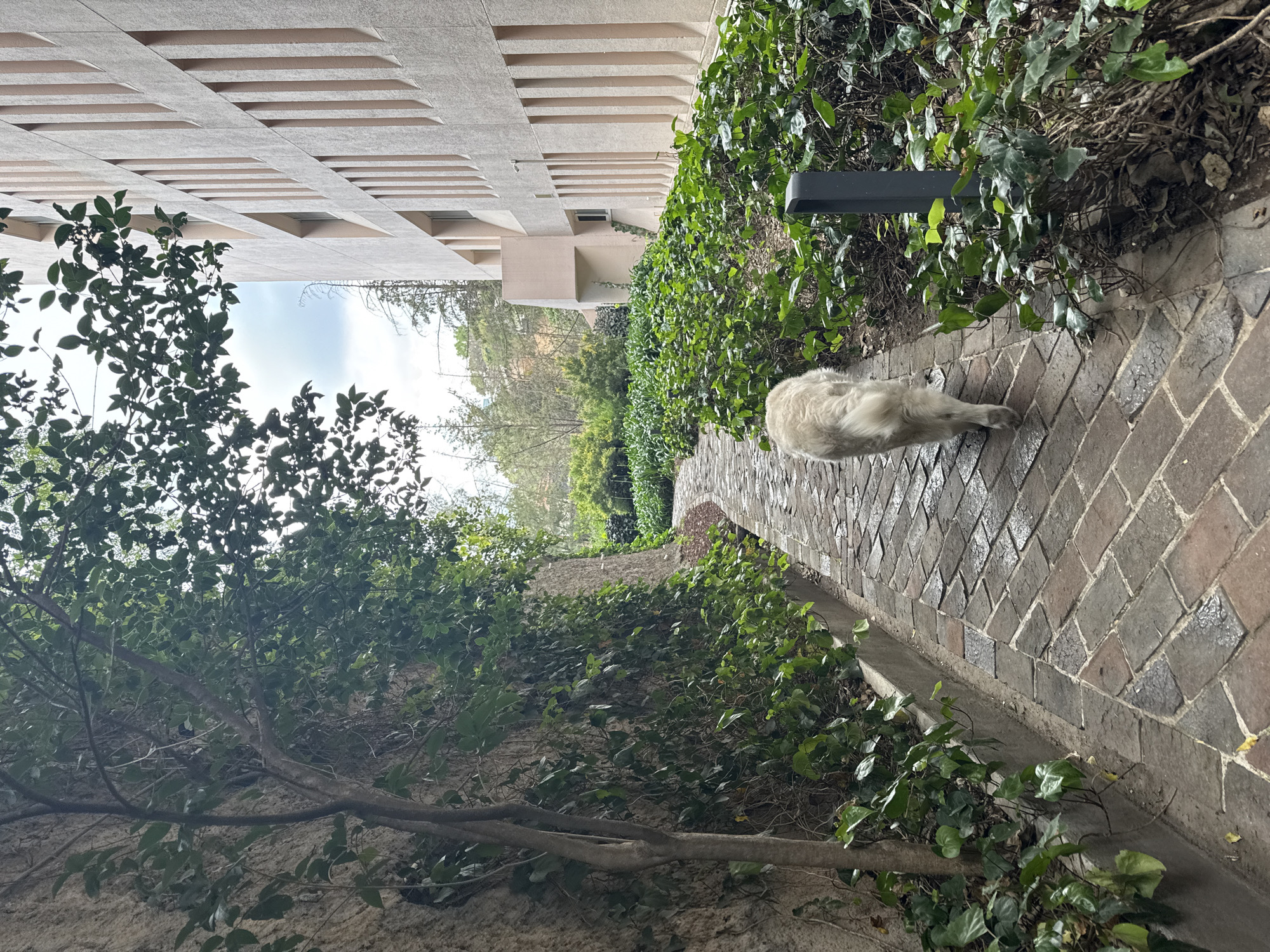 The image depicts a long-haired white dog lying on a brick walkway in Mexico City, Mexico. The walkway is bordered by ivy-covered walls and bushes. A modern building is visible on the left. There is a street lamp standing on the right side of the walkway. Beyond the immediate surrounding greenery, trees and sky are visible.
