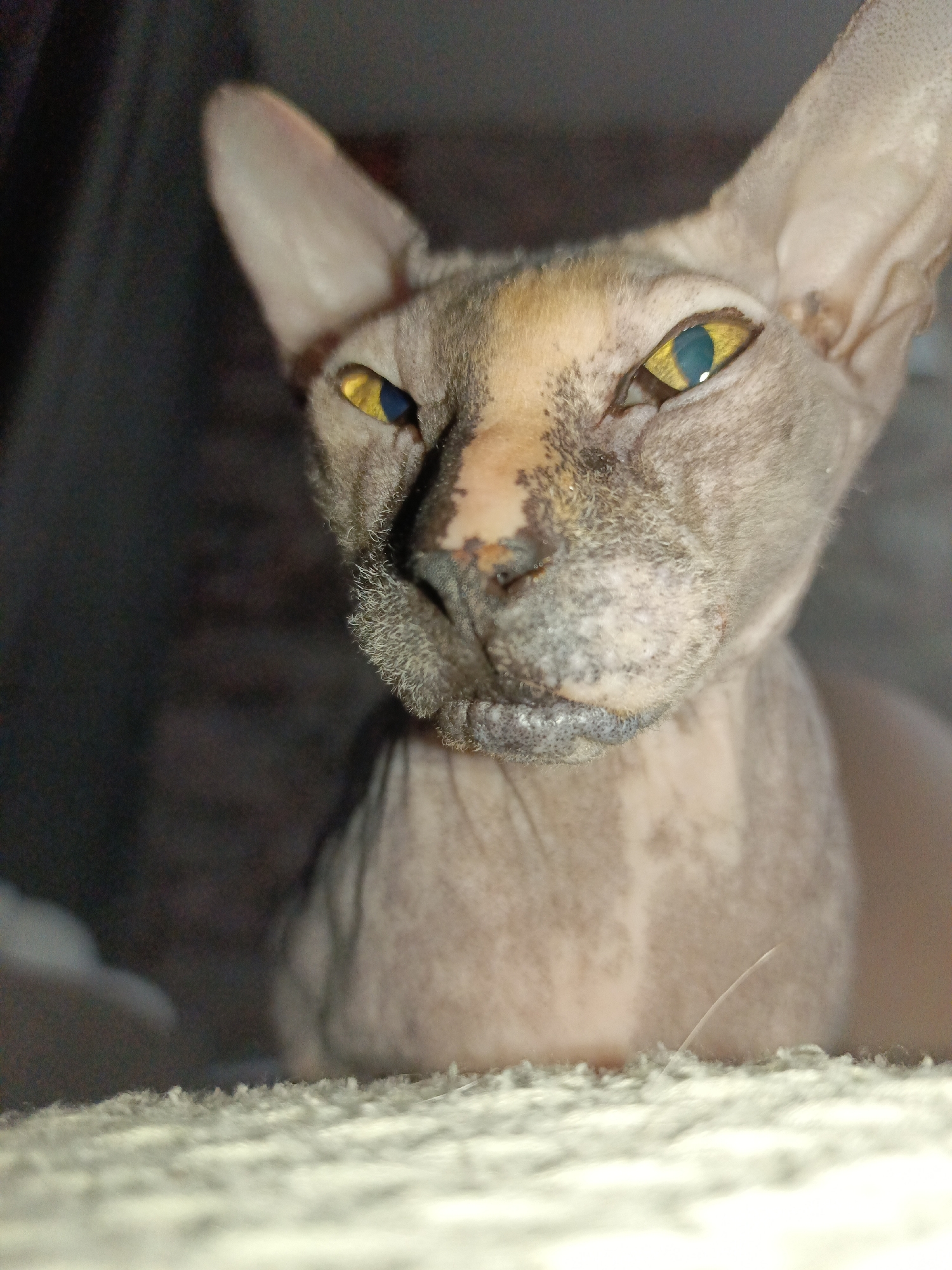 An indoor close-up photograph, taken in Марковский, Russia, displays a Sphynx cat facing directly towards the viewer. The cat exhibits a hairless body with light beige and grey mottled, wrinkled skin, and prominent, pointed ears. Its eyes feature vivid yellow irises with a distinct blue coloration within the pupils. The nasal area appears discolored with a reddish-brown hue and irregular texture. Sparse, short, light-colored hairs are visible around the muzzle. The cat is positioned on a light-toned, fibrous textured surface, with a dark, out-of-focus background.