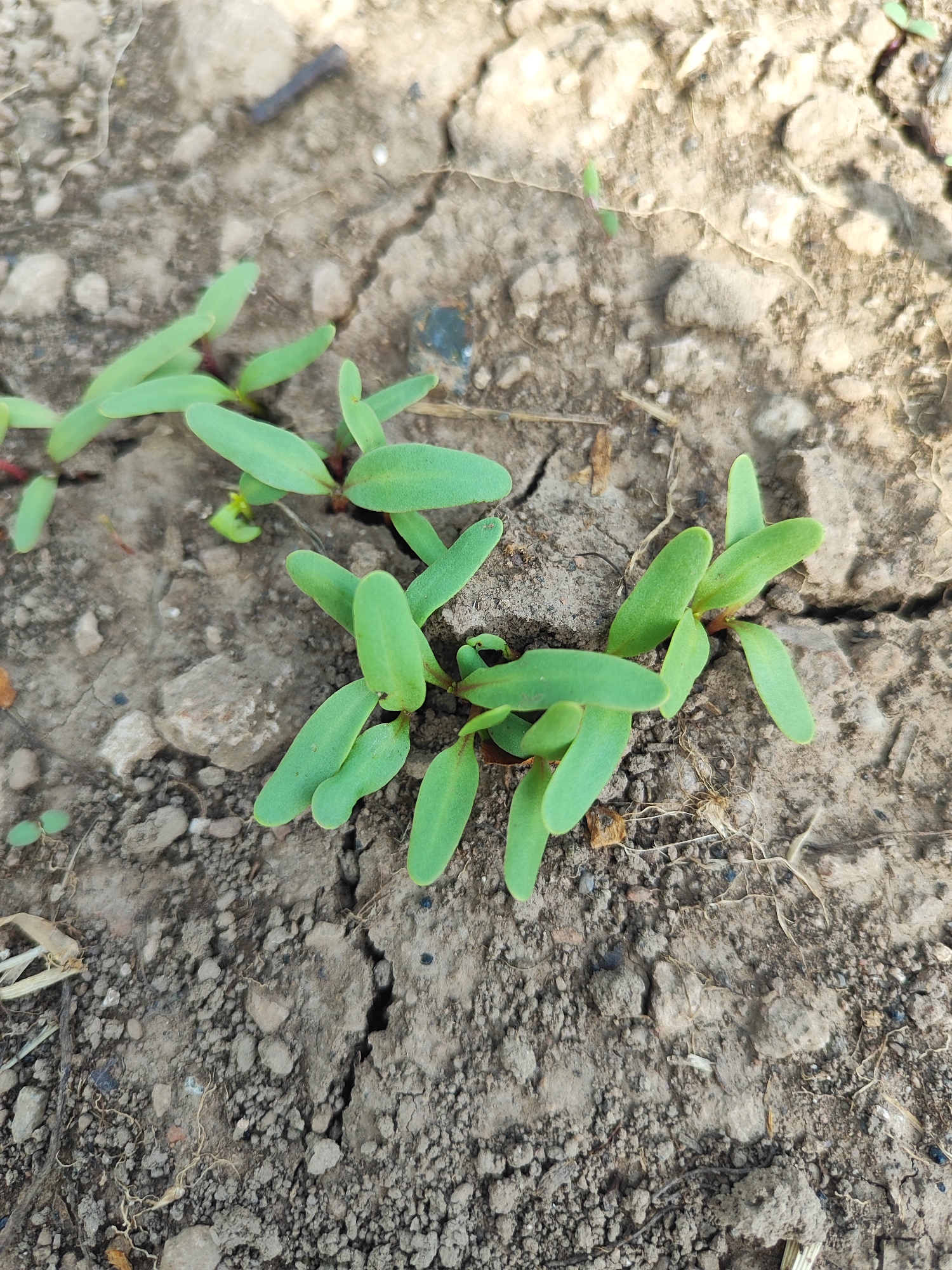 In Harich, Armenia, a close-up, eye-level, outdoor shot focuses on several small green seedlings emerging from dry, cracked soil. The soil is a mix of light brown and gray dirt with small pebbles and some dry plant debris. The seedlings are clustered together, with some appearing to be planted in rows. The lighting suggests it is daytime, possibly late morning or early afternoon, casting subtle shadows. There are no people or animals visible in the frame.
