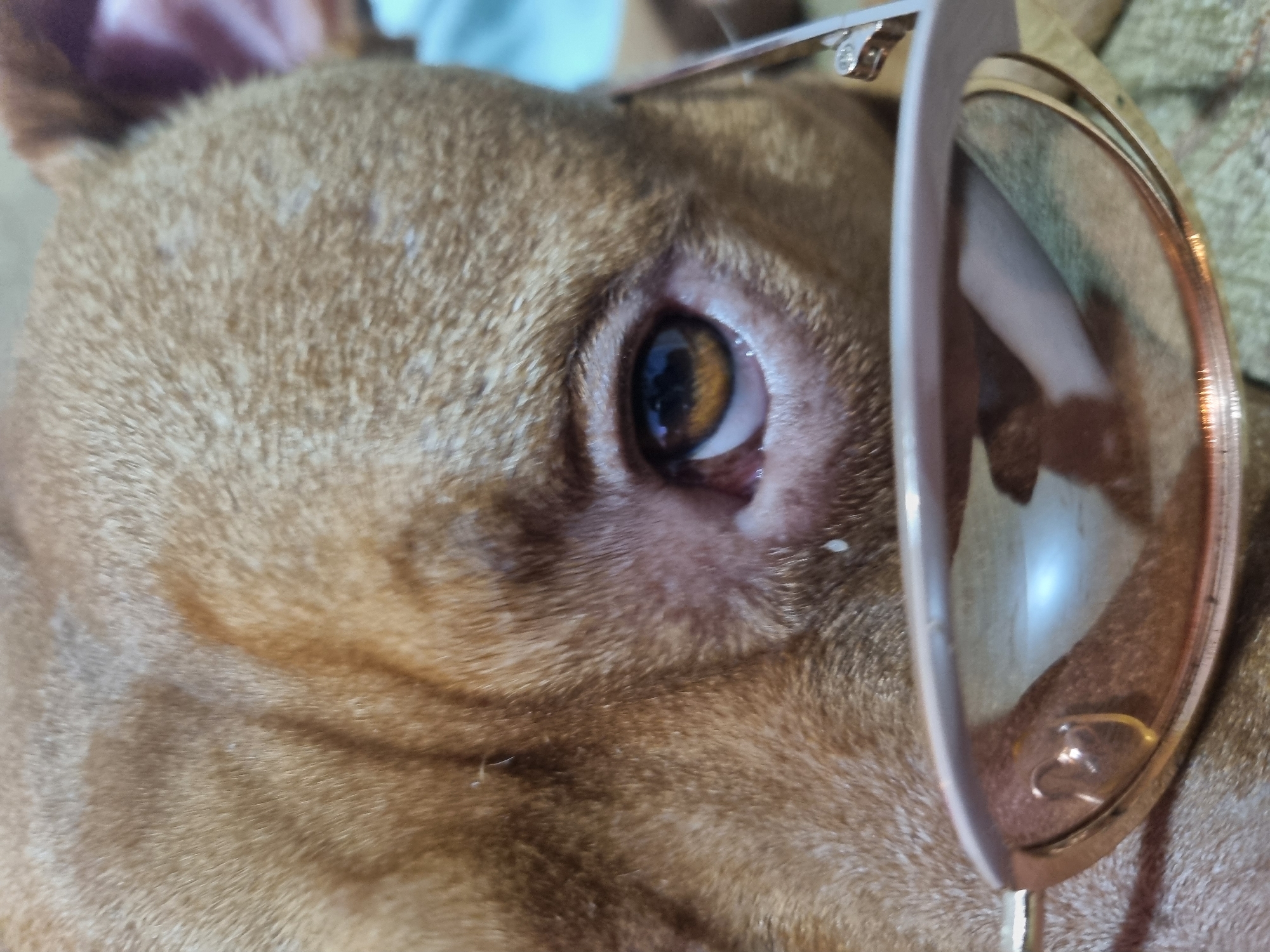 A close-up shows a dog with reddish-brown fur, and wearing glasses. The dog is lying down. Only the eye and part of the face are visible. The eye is amber. The glasses have a light-colored frame.