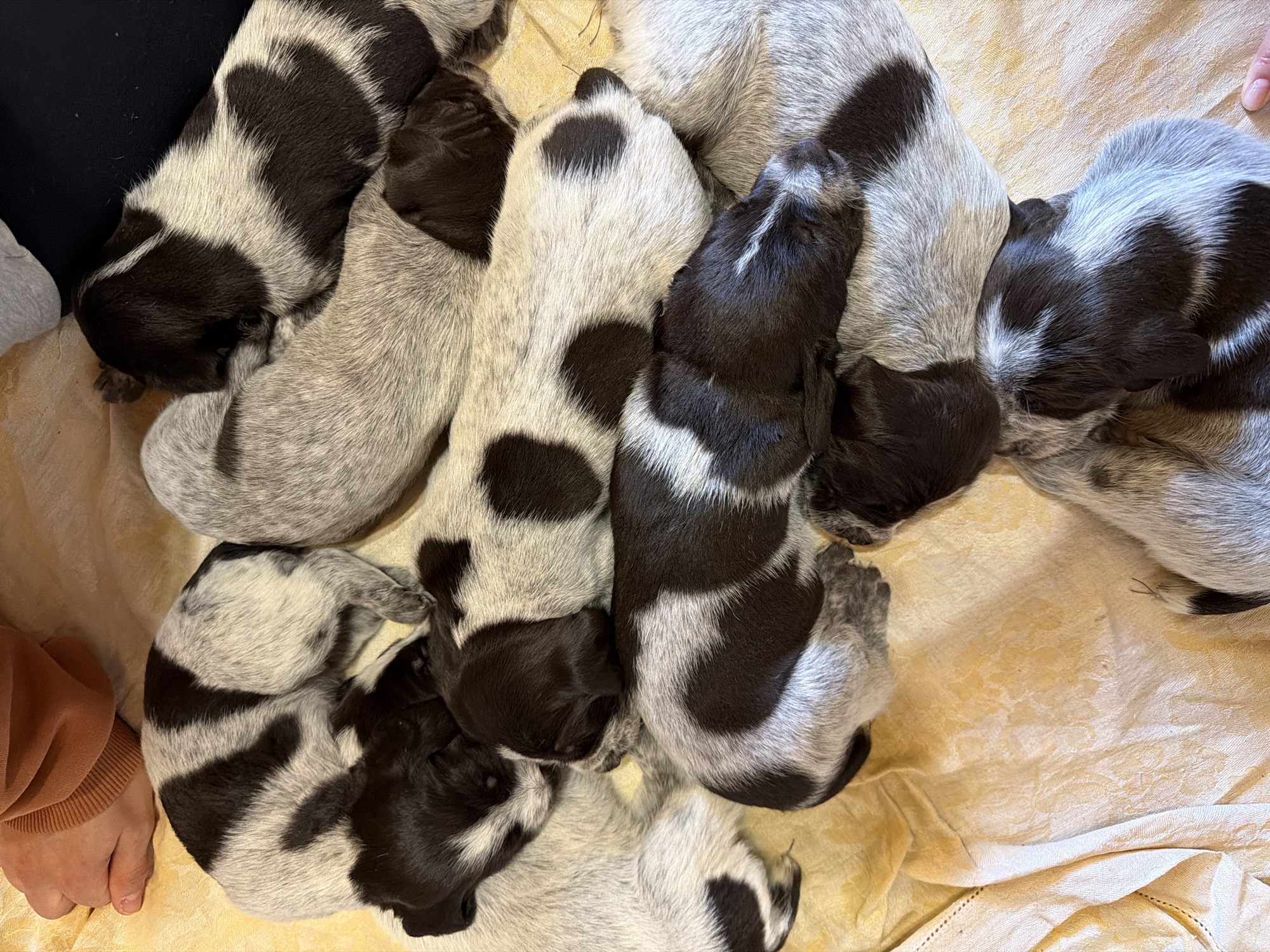 The image shows a cluster of approximately eight sleeping puppies with brown and white spotted coats on a light yellow floral patterned fabric. The puppies are piled together, with their heads mostly facing downward and their bodies curled up. Part of a person's hand is visible in the lower left corner, wearing a brown sweater. The background is out of focus. The location is not discernible from the image and there is no indication of Khimki, Russia.