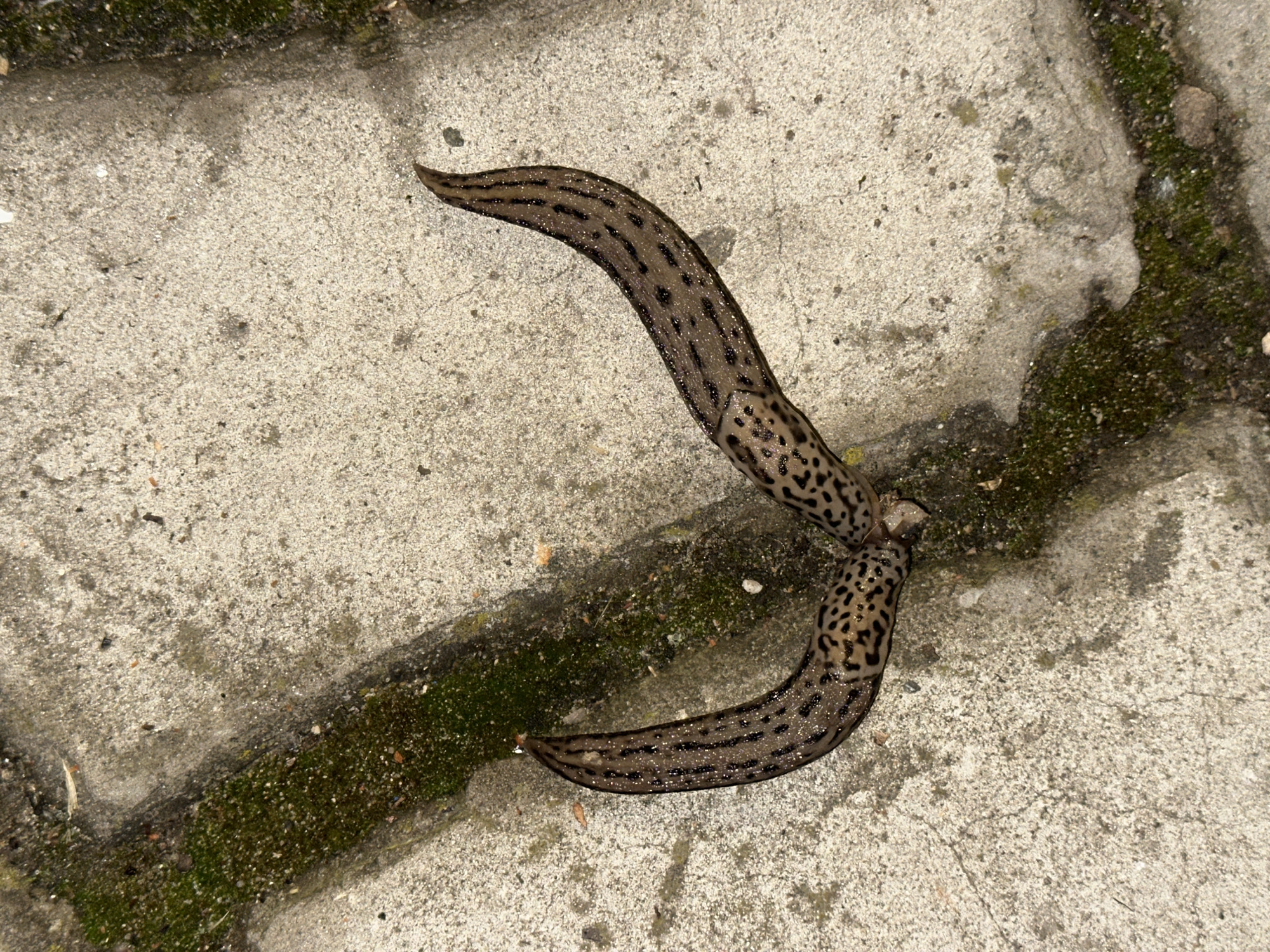 Two adult Limax maximus slugs are mating on a gray concrete surface with some green moss growth, likely in an urban setting.