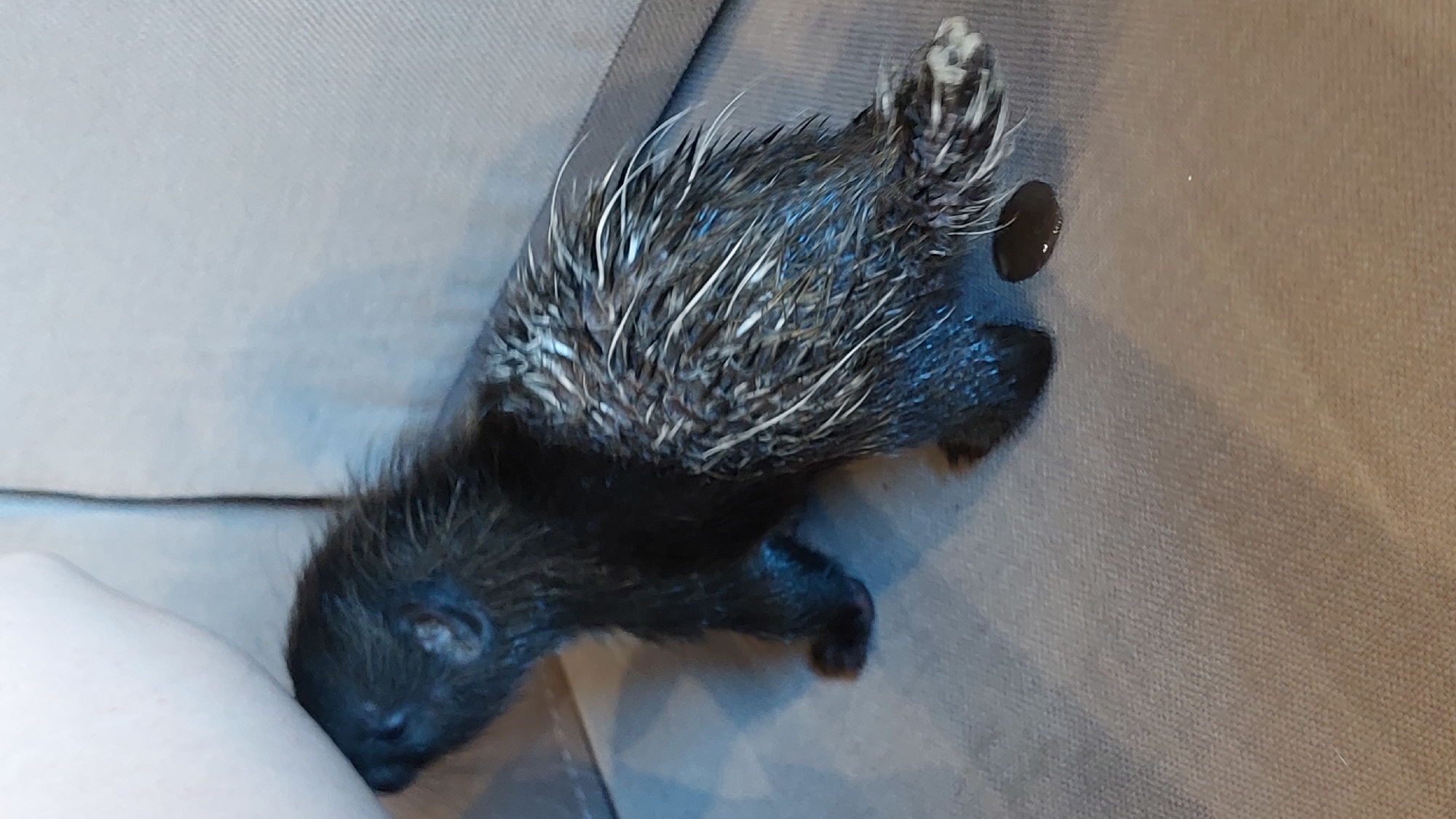 A baby porcupine is seen from the side, facing left, with its head pressed against a human arm. The porcupine has dark fur and quills, some of which are tipped with white. Its tail is visible and appears to be slightly injured or wet. A dark liquid, possibly urine or feces, is present on the surface beneath the porcupine. The porcupine is resting on a textured, gray surface, likely a sofa or couch, in an indoor setting. The scene does not provide any information about the location in the city of Зелёный, Russia.