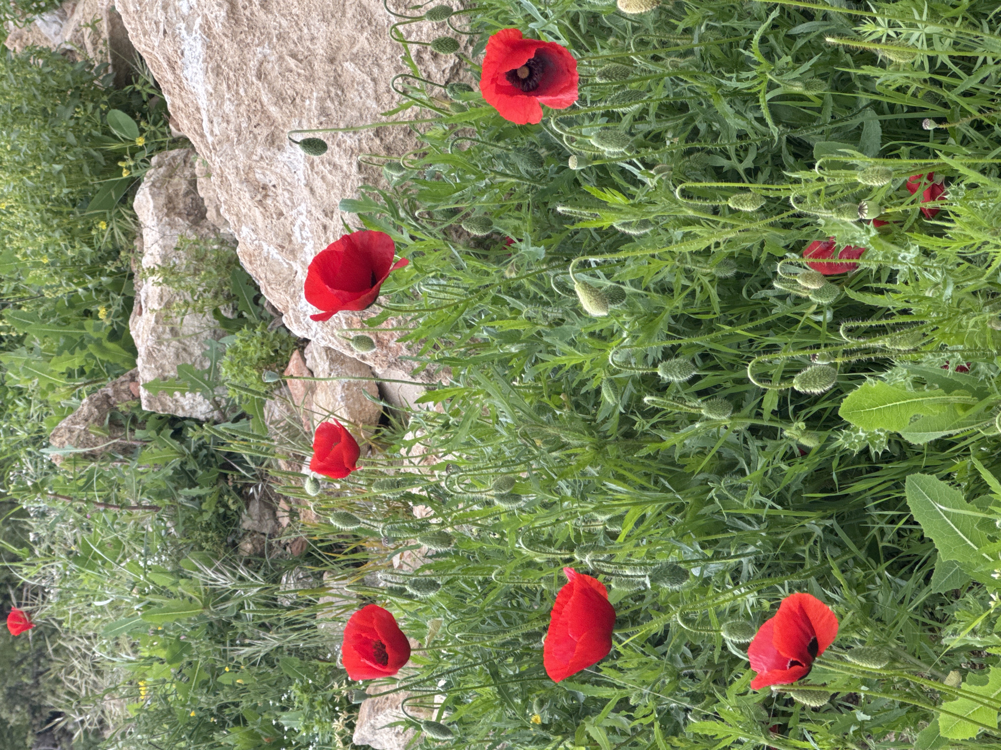 The image depicts a patch of green vegetation and red poppies next to a pile of light-colored rocks. The scene is characterized by the presence of numerous poppy buds and blooming flowers, set against a background of various green plants and grasses. The rocks appear to be weathered and of a light, earthy tone. The overall composition suggests a natural setting. Location is unknown.