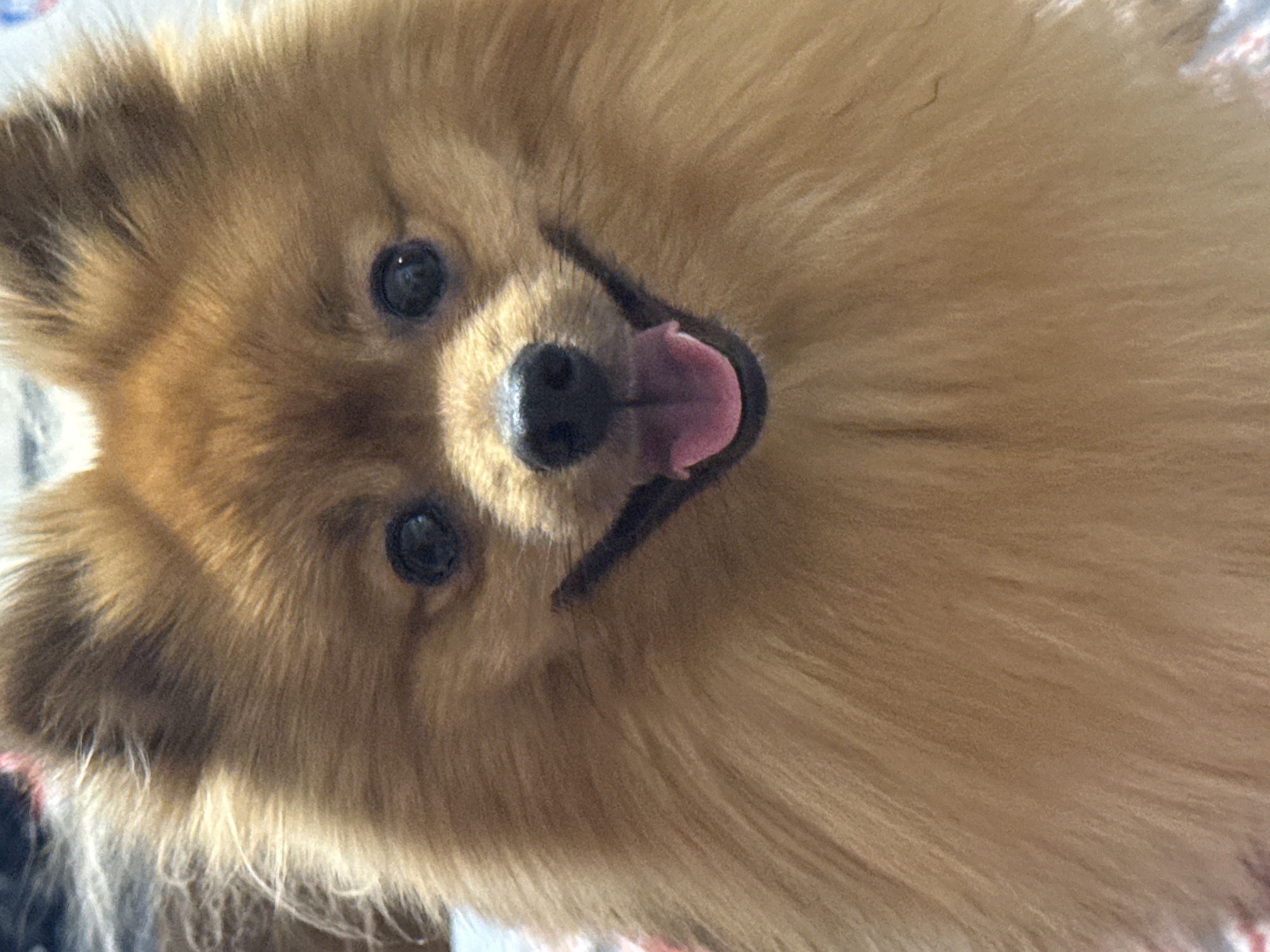 A close-up, slightly tilted, frontal view features a small, fluffy, tan-colored Pomeranian dog. The dog's mouth is open, tongue protruding. The dog is inside.