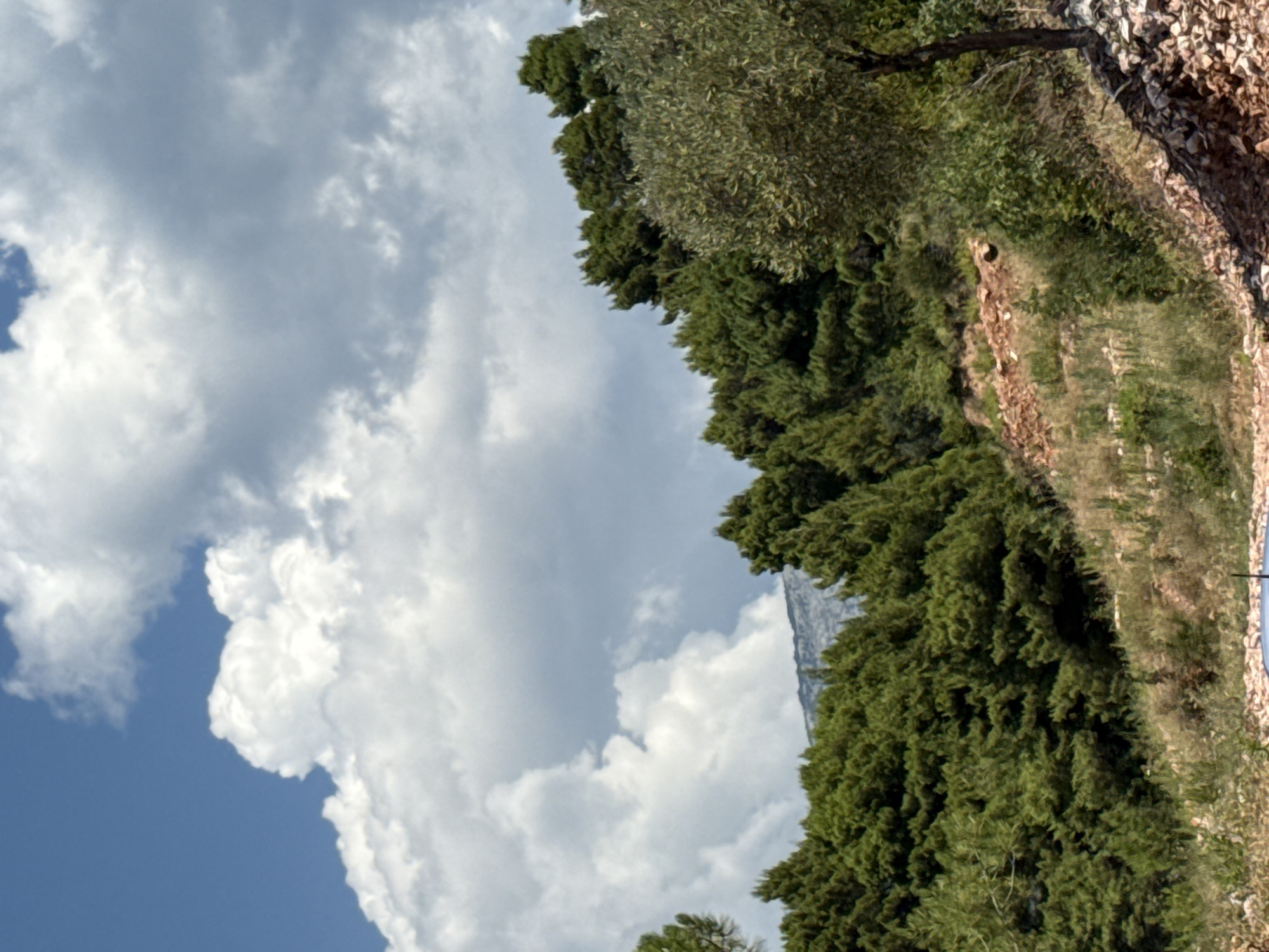 This image captures a landscape scene in Sveti Stefan, Montenegro, dominated by lush green trees and a dramatic sky. In the foreground, a hillside is covered with dry vegetation and rocks, with a small section of a blue object, possibly a pool or tarp, visible at the bottom. A solitary olive tree stands on the right side of the frame, its branches reaching upwards. Behind the olive tree and extending across the middle ground are dense forests of evergreen trees, forming a textured, dark green mass. In the distance, a mountain range with rocky, grey slopes is visible, partially obscured by the foliage and the sky. The sky itself is filled with large, billowing white and grey clouds against a bright blue backdrop. The overall impression is one of natural beauty, with a contrast between the rugged mountains, dense vegetation, and the dynamic, cloud-filled sky.