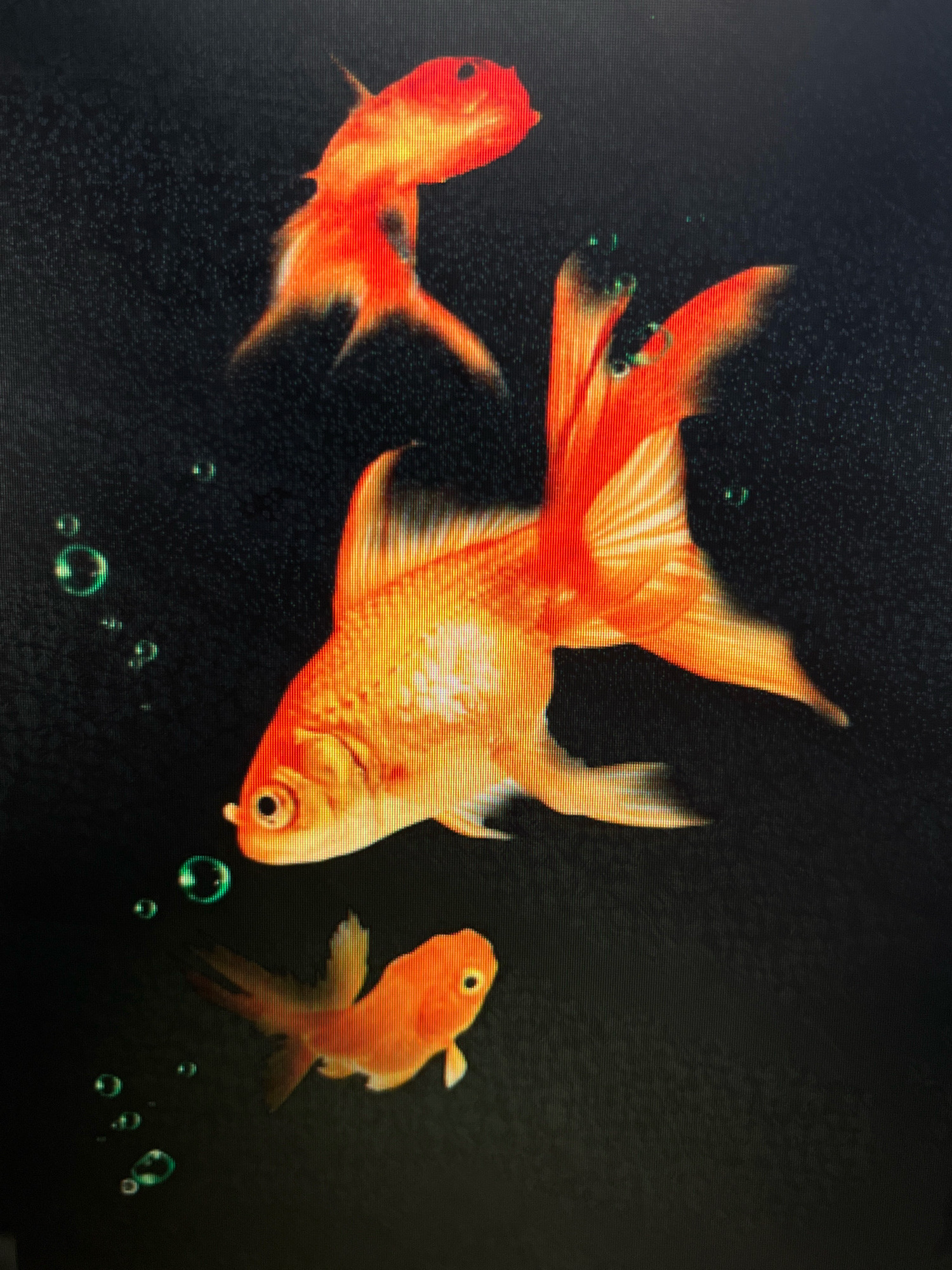 The image displays three goldfish swimming in dark water. The largest goldfish is in the center foreground, facing left, with its tail fin fanned out. Two smaller goldfish are positioned above and to the left of the larger one, both swimming upwards. Green bubbles are scattered throughout the water. There are no recognizable landmarks or elements that would indicate a specific location in Sejahtera, Indonesia. The scene is a close-up view of the fish and bubbles against a dark background.
