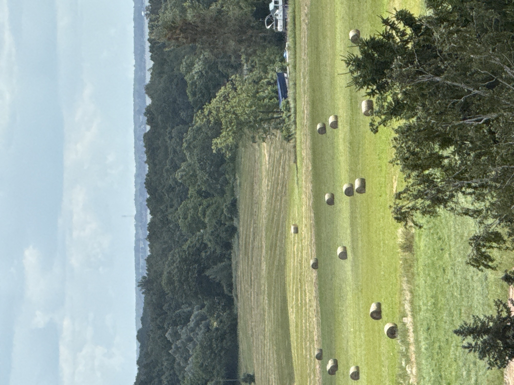The image depicts a rural landscape with a grassy field dotted with numerous cylindrical hay bales. In the background, a dense forest lines the horizon, beyond which a body of water is visible, likely a lake or river. Above the treeline, a hazy sky with scattered clouds completes the scene. The foreground is partially obscured by the branches of trees. The scene appears to be located in the vicinity of Mikołajki, Poland, a region known for its natural beauty and agricultural activities.
