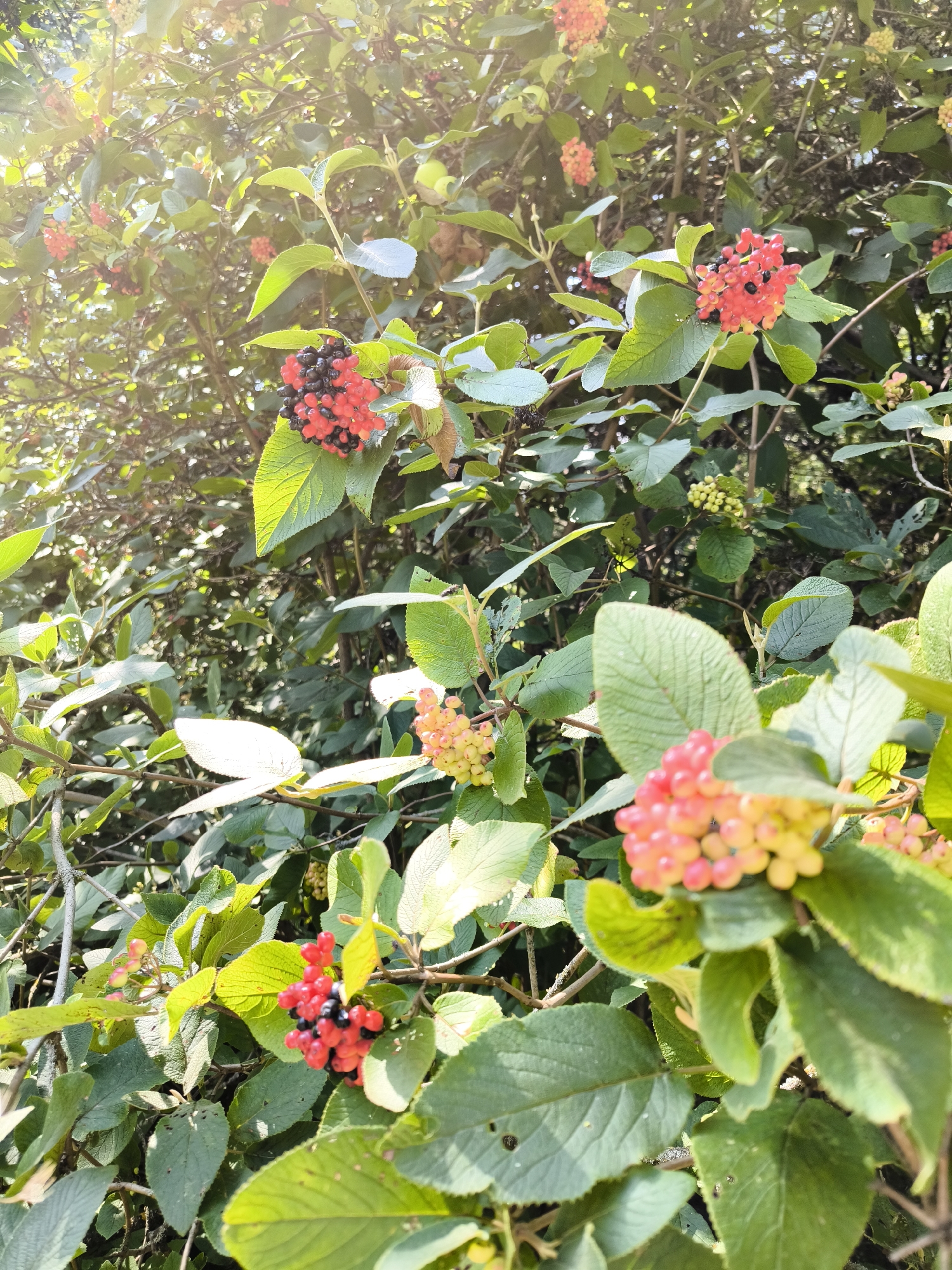 A close-up, eye-level shot features a cluster of red and black berries against a backdrop of lush green foliage bathed in sunlight. The berries are small, round, and tightly packed together, with some appearing fully ripe and dark, while others are a vibrant red. Sunlight filters through the leaves, creating a soft glow and highlighting the textures of the leaves and berries. The image appears to be taken outdoors in a natural setting, likely a garden or park, in Khomutovo, Russia. There are no people or animals visible in the frame. The focus is entirely on the natural elements of the plant.