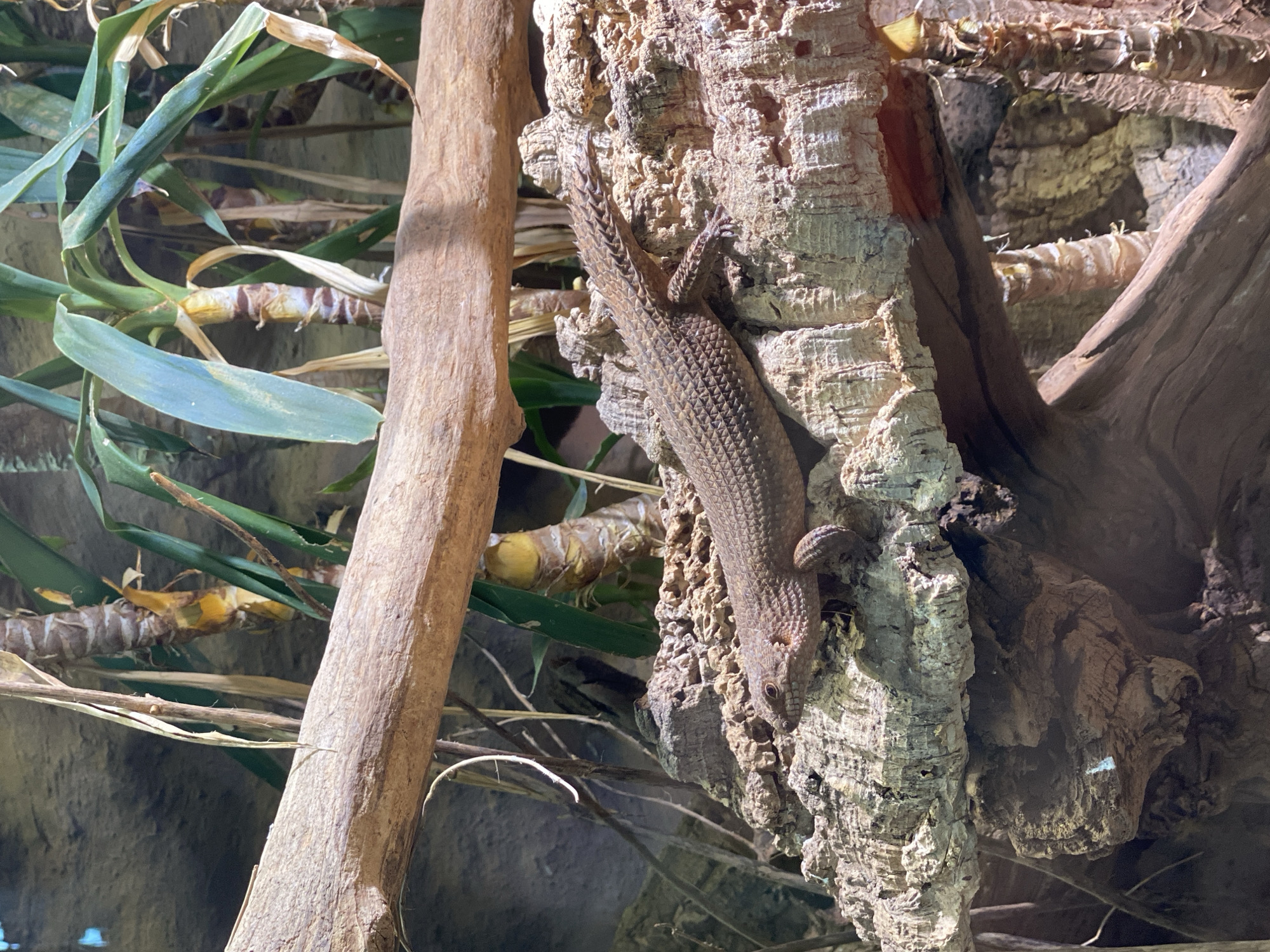 A lizard is perched on a rough, textured surface that appears to be cork bark. The lizard has a spiny, segmented body and is facing to the left, with its head slightly lowered. Behind the lizard, there are lush green plants with thick, segmented stalks and dried brown leaves. A thick, weathered wooden branch extends horizontally across the upper part of the image, creating a visual barrier. The background is a muted, rocky texture. The image appears to be taken in an enclosed environment, possibly a terrarium or zoo exhibit.
This image was taken at the Zoo Neuwied in Neuwied, Germany.