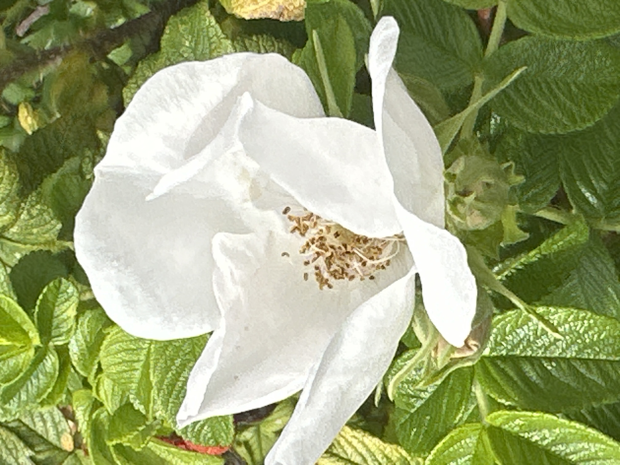 The image is a close-up, high-angle shot of a white flower with delicate petals, surrounded by lush green foliage. The flower's center features a cluster of light brown stamens. The surrounding leaves are various shades of green, with some showing hints of yellow or red. There is a small, green bud visible near the bottom of the flower. The lighting suggests it is daytime, with sunlight illuminating the scene. The overall impression is one of natural beauty and tranquility. The location is specified as Podolsk, Russia, but no specific landmarks or environmental context to pinpoint the exact location within the city are provided within the image itself.