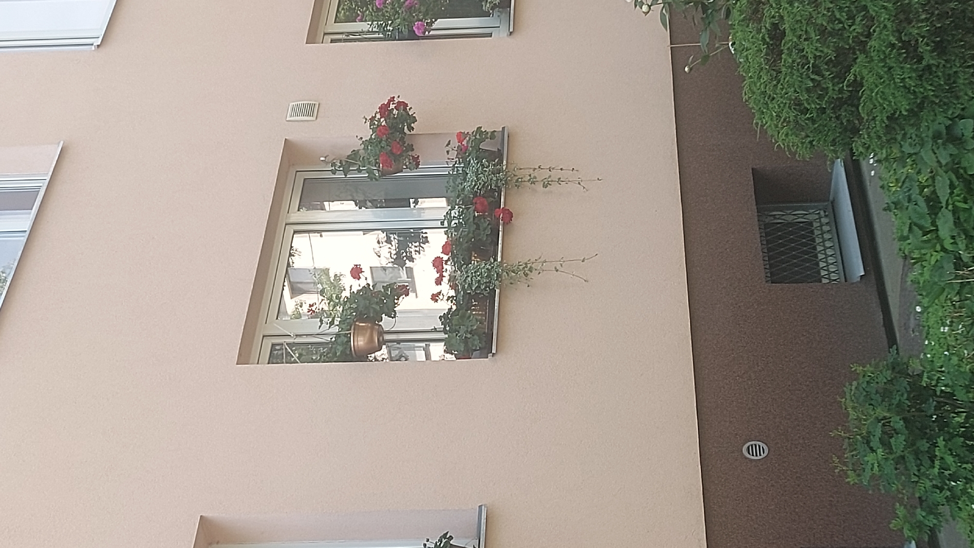 The image shows a light beige, textured building facade with a prominent window box filled with red geraniums and trailing green plants. The window itself reflects buildings and greenery. To the right of this window, a smaller window contains pink flowers in a window box. Below the window boxes, the building transitions to a darker brown textured surface, featuring a circular vent and a small, barred window. In the foreground, lush green foliage and bushes are visible, suggesting an outdoor setting in a city. The scene is likely located in Tallinn, Estonia, given the architectural style. No people are present.