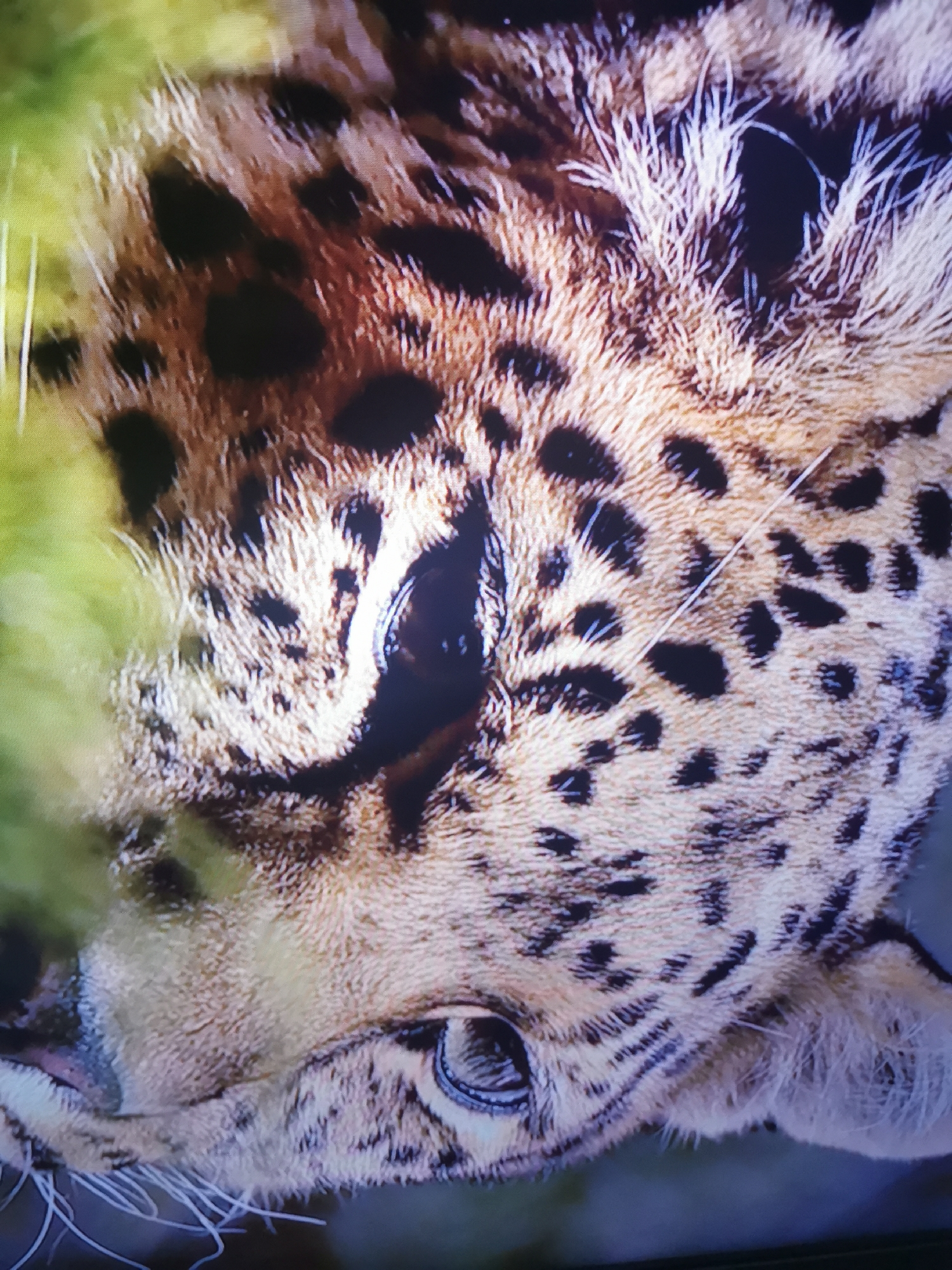 The image shows a close-up of a cheetah's face. The cheetah has characteristic black spots on its fur and distinct black tear marks running from its eyes down to its mouth. The cheetah's eye is visible, reflecting light. The fur is a mix of tan and white. In the background, there is a blurred green area, likely foliage, and a dark, out-of-focus area that could be part of an enclosure or a dark background. There is no indication of the city of Dnipro, Ukraine, or any urban environment in this image.