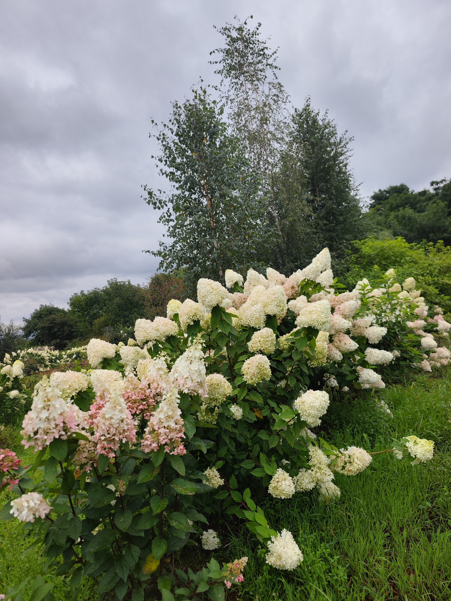 This is a full, eye-level shot of a garden with blooming hydrangeas and trees under a cloudy sky. The foreground is dominated by large bushes of white and pale pink hydrangeas with green leaves, some of which are beginning to show pink hues. Tall trees, including a white-barked birch, rise behind the hydrangeas, with a denser line of dark green trees forming the background. The ground is covered with green grass. The scene appears to be a natural, unmanicured area within the city of Solovei-Kliuch, Russia. There are no people or animals visible in the image.
