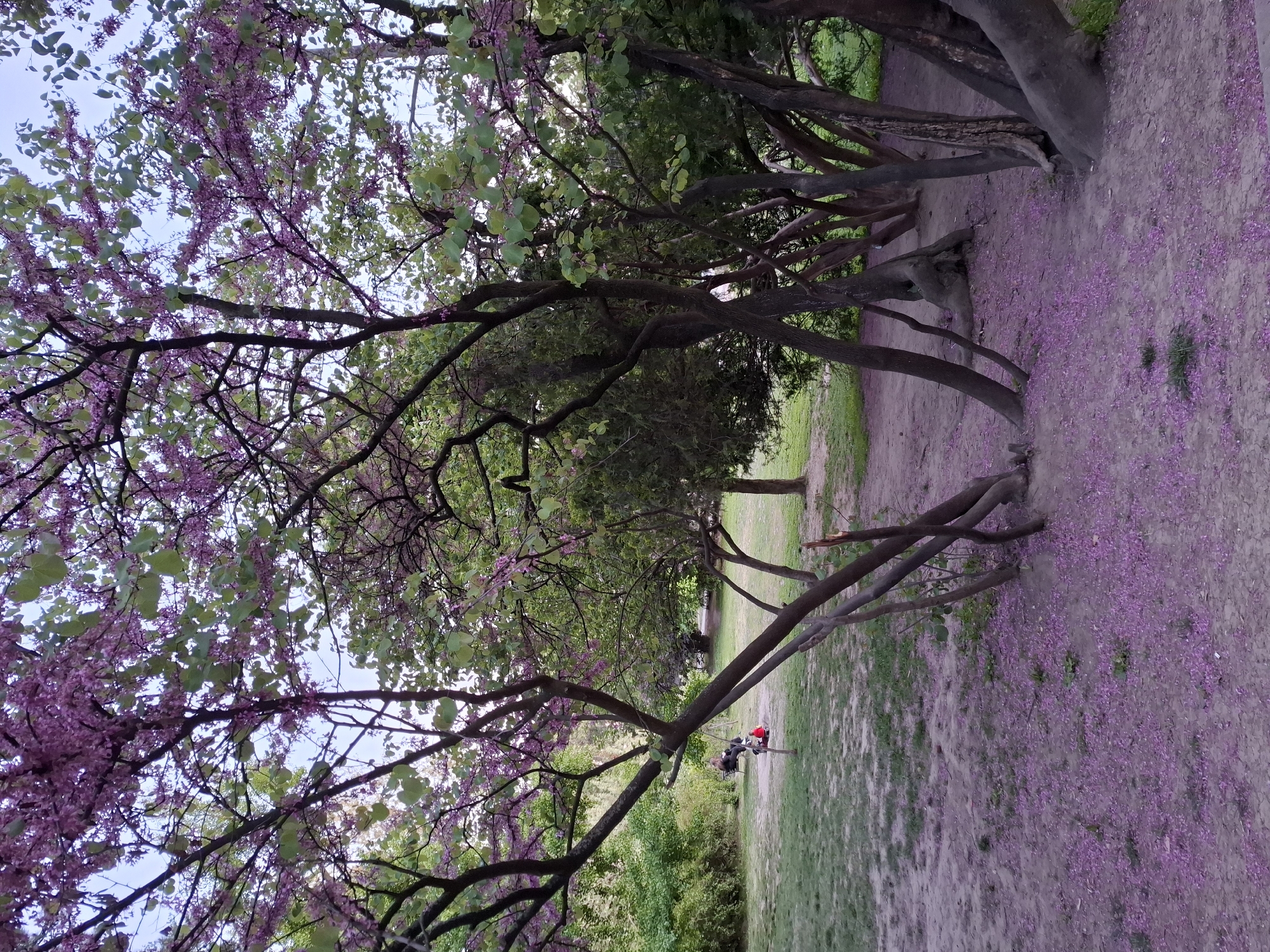 The image shows a park scene in Novi Sad, Serbia, characterized by flowering trees. A significant number of small, purple flowers are scattered across the ground, suggesting the trees are in bloom. Along the right side of the image, a line of trees with bent trunks creates a tunnel-like effect. In the distance, a person is seated on a bench, partially obscured by foliage. The overall environment is a park with a combination of open grassy areas and denser wooded sections.