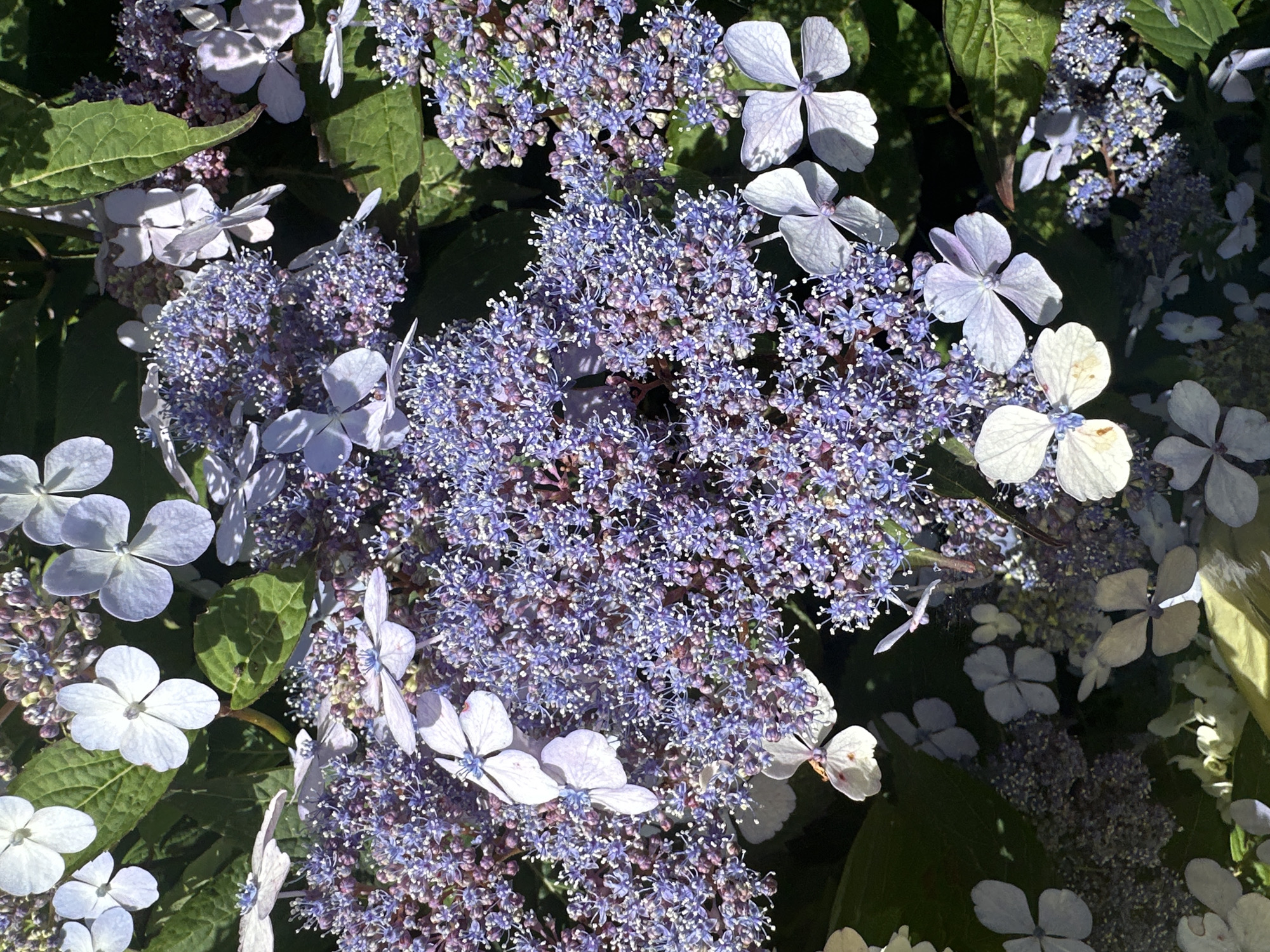 This is a close-up, overhead shot of a cluster of lacecap hydrangeas in Ossenzijl, Netherlands. The flowers are a mix of pale blue and white, with clusters of small, fertile florets surrounded by larger, sterile sepals. The sepals are delicate and slightly translucent, with a veined texture. Some of the flowers are in full bloom, while others are still developing buds. The foliage is a deep green, and the overall impression is one of lushness and abundance. The lighting suggests it is daytime, with dappled sunlight illuminating some of the flowers and casting shadows on others. There are no people or animals visible in the image.