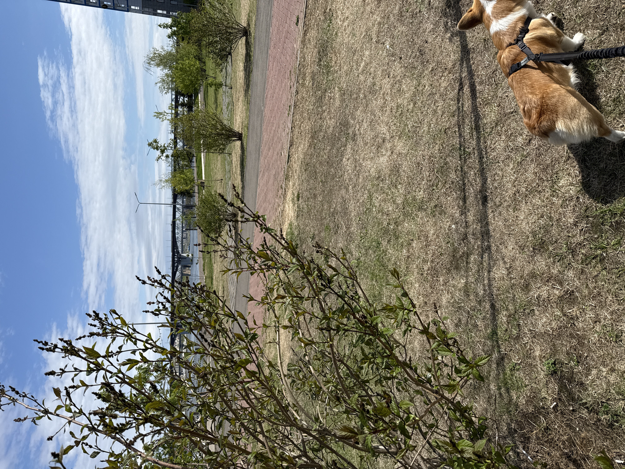 The image depicts an outdoor scene in Krasnoyarsk, Russia. The sky is blue with white clouds. A pedestrian walkway of red brick runs along the edge of a grassy area. A bridge is visible in the background. In the foreground, a Corgi dog on a leash stands on dry grass. A leafy bush is also visible in the foreground. A building is on the horizon in the background.