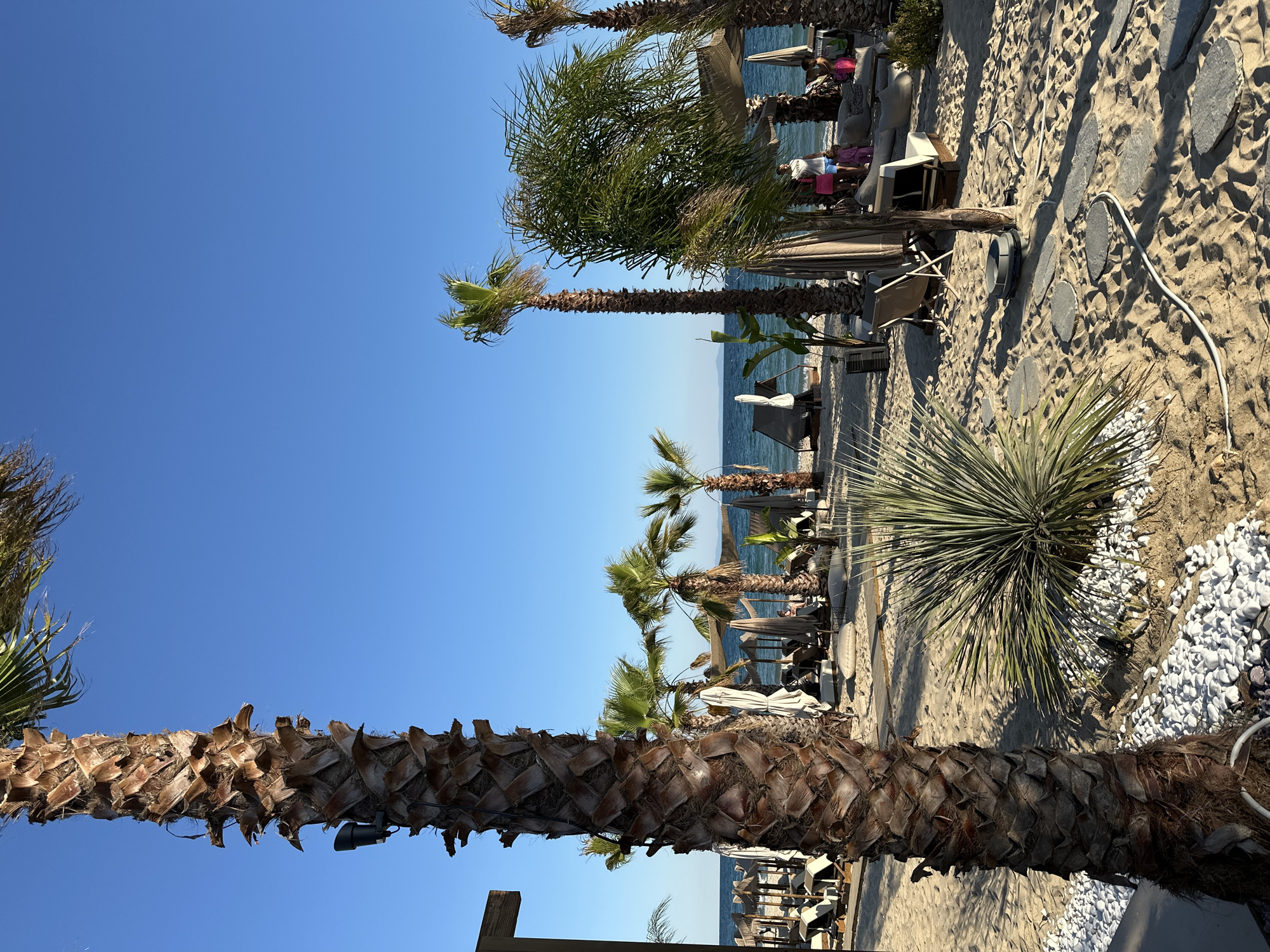 The image depicts a sandy beach scene at Ofrynio Beach, Greece, under a clear blue sky. In the foreground, a large palm tree with a textured trunk stands prominently, with a black light fixture attached to it. Adjacent to the palm tree is a spiky green plant surrounded by white pebbles. The beach is furnished with lounge chairs, umbrellas, and seating areas, suggesting a resort or beach club. Several palm trees are scattered across the scene, some with lush green fronds swaying in the breeze. In the background, the calm blue sea is visible, with a distant landmass on the horizon. A few people are present on the beach, some appearing to be relaxing or walking. The overall atmosphere is serene and indicative of a tropical vacation destination.