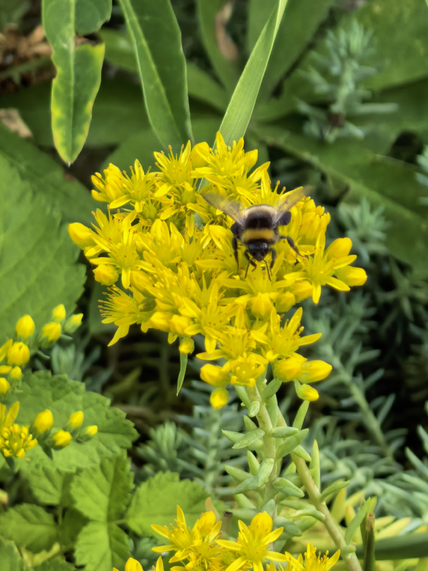 A bumblebee is pictured on a cluster of small yellow flowers in a garden setting. The bee is in focus and positioned in the center of the frame, its body a mix of black and yellow stripes. The flowers are abundant, with many individual blooms and buds making up a dense cluster. The background consists of green foliage, with some leaves and thinner, grey-green succulent-like plants visible. The lighting suggests it is daytime. The image does not contain any elements that would indicate a specific location within the city of Sterlitamak, Russia.