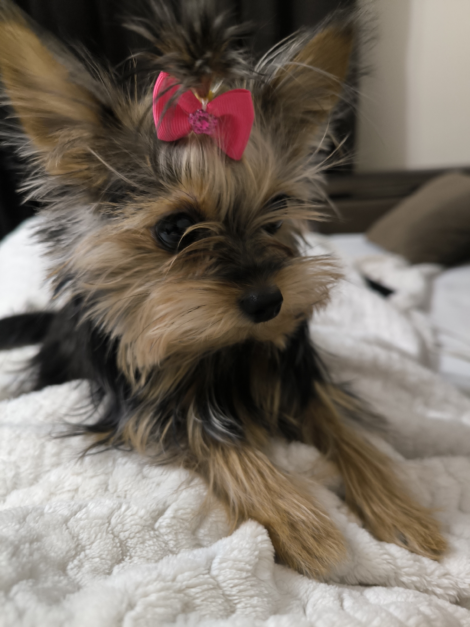 A close-up shot shows a Yorkshire Terrier lying on a white blanket. The dog has tan and black fur and a pink bow on its head. The background is blurry, but shows a dark brown couch and white sheets. The location is not evident in the image and cannot be determined to be Krasnoyarsk, Russia.