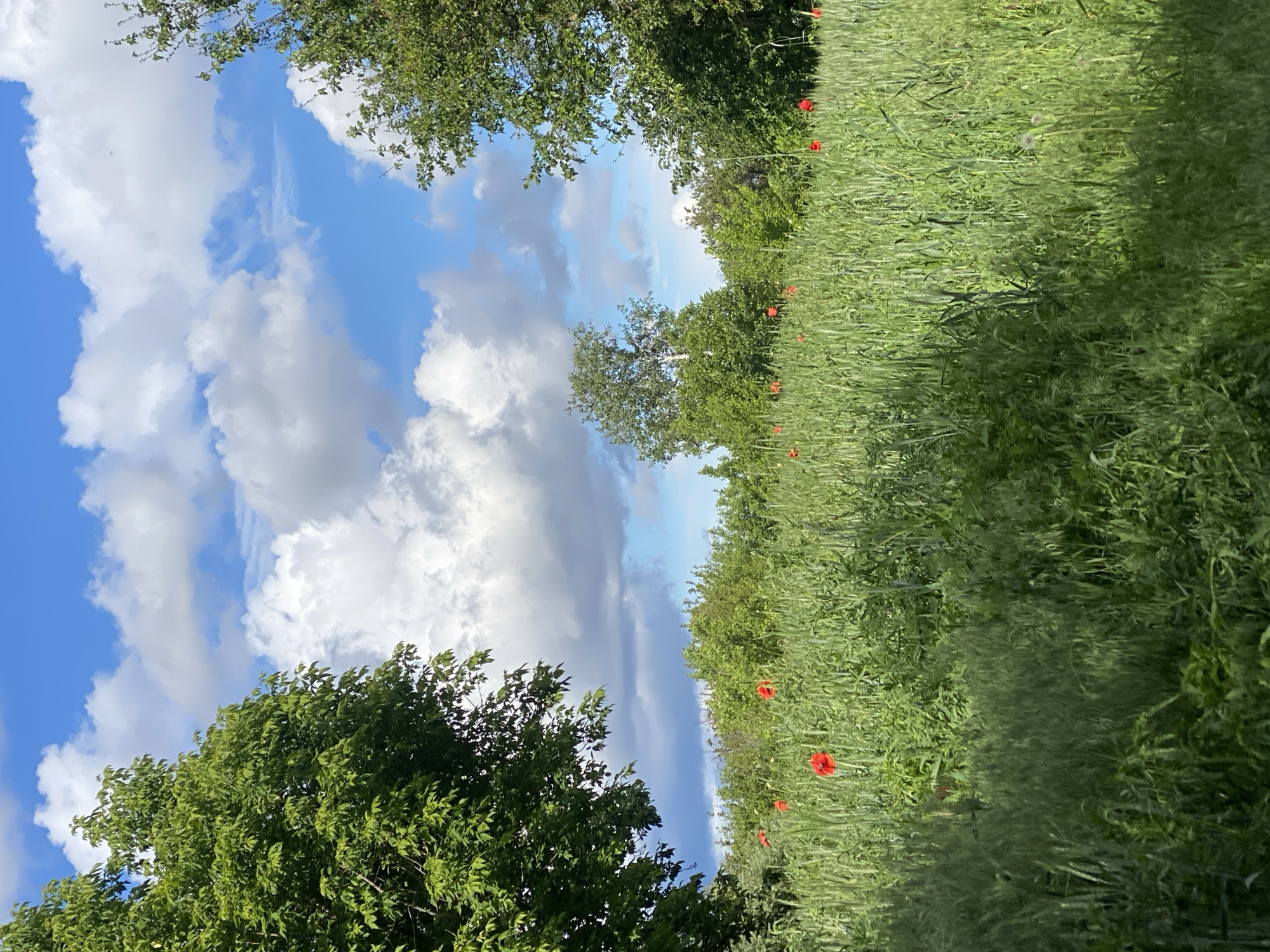 The image depicts a rural landscape with a field of tall green grass and vegetation, punctuated by several bright red poppies. The sky above is partly cloudy, with patches of blue visible between the white and gray clouds. Green trees border the field, framing the view. The photograph appears to be taken at ground level, offering a perspective from within the field. There are no people visible in the scene. The location is purported to be near Ustyvytsia, Ukraine, but this cannot be verified from the image alone.