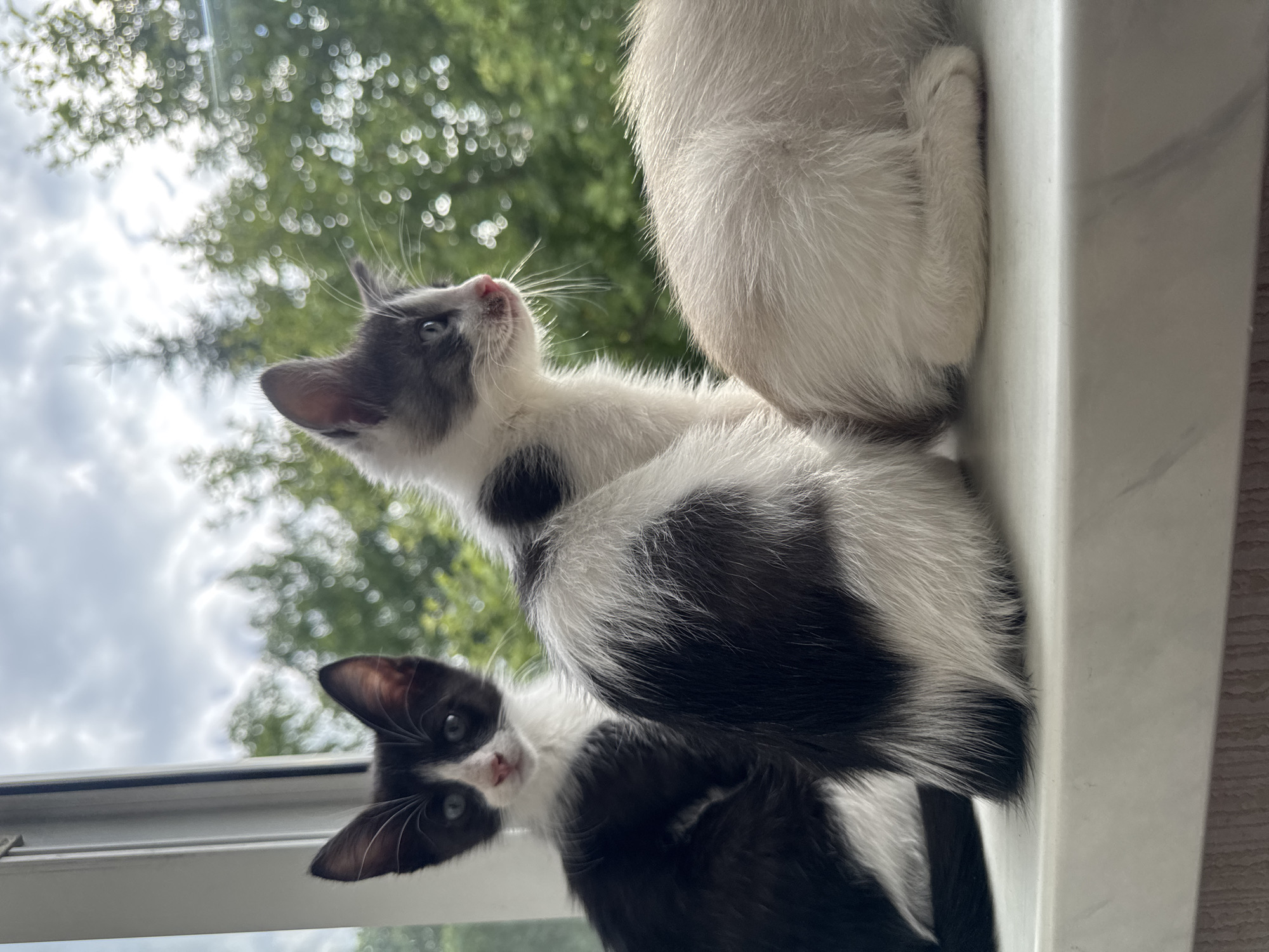 The image is a close-up, low-angle, sideways shot of two kittens on a windowsill. The kitten in the foreground is black and white, with its head tilted and looking directly at the camera. Its ears are large and prominent. The second kitten, mostly out of focus and in the background, is also black and white and appears to be curled up or sitting. Its back is the most visible part of its body. The background consists of blurry green trees and a cloudy sky, suggesting an outdoor setting visible through a window. The lighting indicates it is daytime, possibly overcast. There is no visible text. The overall impression is one of innocent curiosity from the kittens.