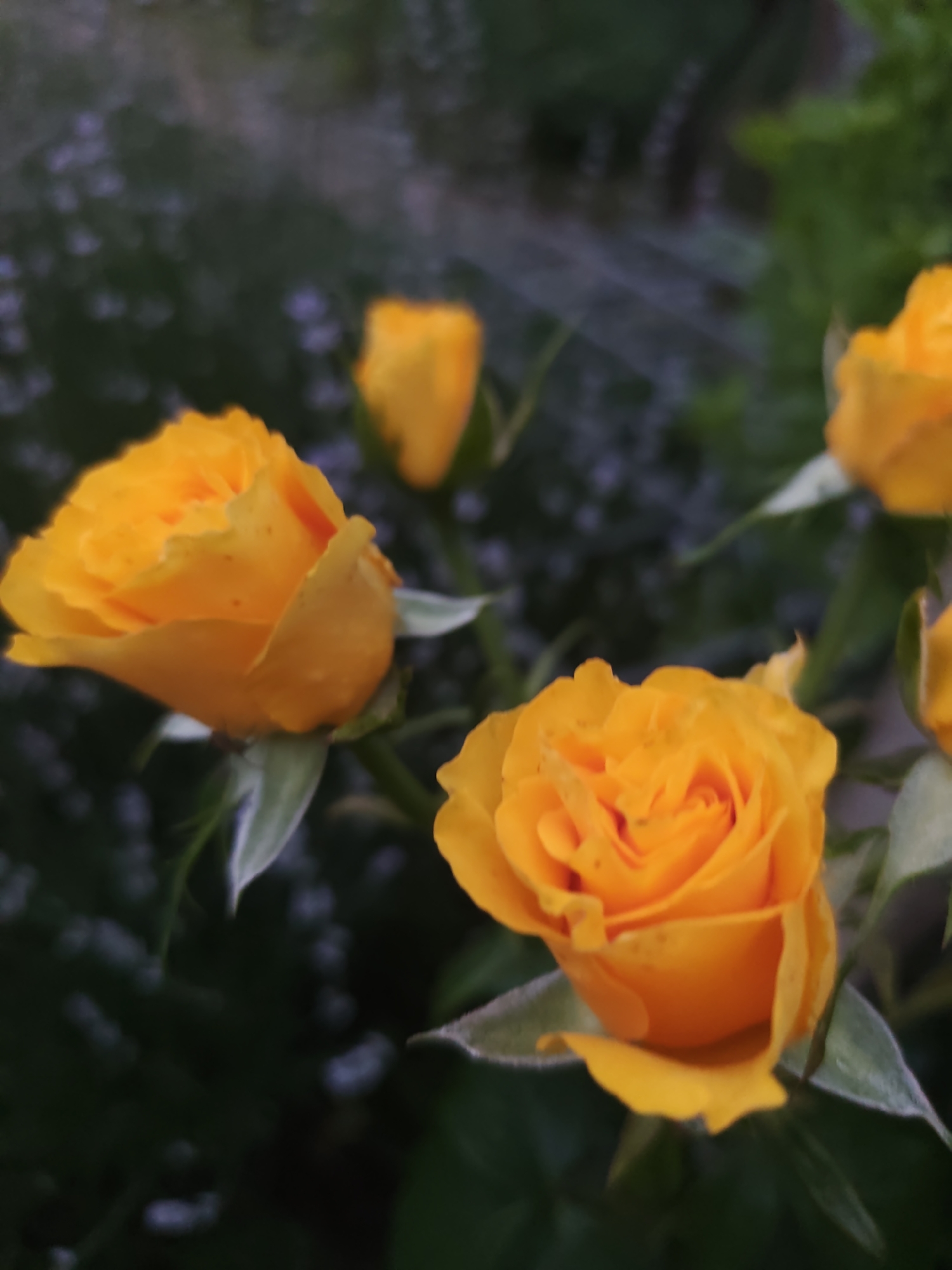 A close-up photograph taken in the city of Rosno, Bulgaria, features multiple vibrant yellow-orange rosebuds. Two rosebuds are in sharp focus: one positioned prominently on the left side of the frame, and another towards the lower right. Both display detailed, layered petals with numerous tiny water droplets visible on their surfaces. The green sepals encasing these buds exhibit fine, light-colored pubescence. In the blurred background, additional yellow forms, presumed to be more rosebuds, are discernible in the upper central and upper right areas. The background itself consists of an indistinct, heavily out-of-focus field of dark green foliage interspersed with soft purplish-blue tones, suggesting an outdoor garden environment. No individuals or specific actions are depicted within the scene.