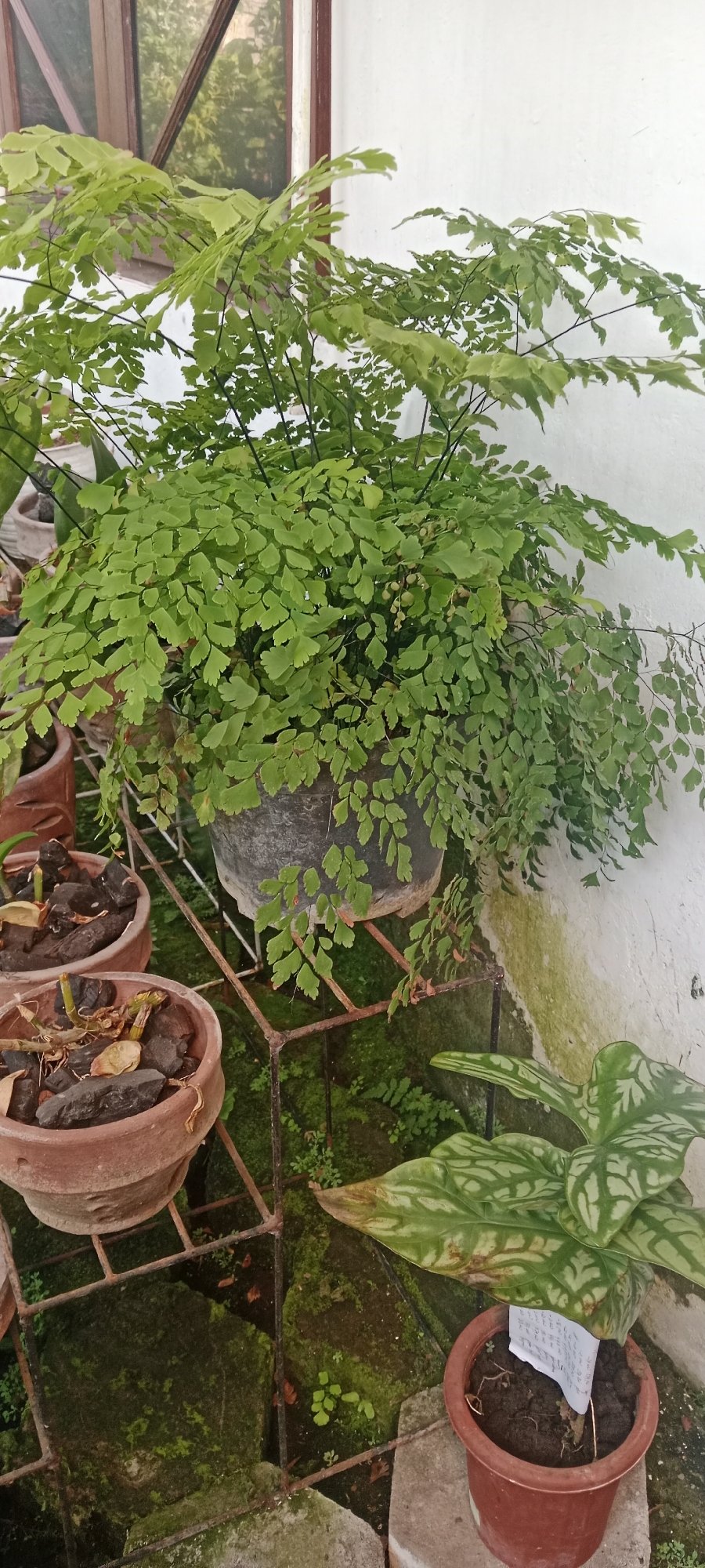 In Banyuraden, Indonesia, a large potted fern with delicate, frilly green leaves dominates the frame. The fern is housed in a dark gray pot, resting on a rusted metal stand. To the left and lower in the frame, two smaller terracotta pots contain dark soil and what appear to be dried plant material and rocks. A third terracotta pot, situated in the lower right, holds a plant with broad, patterned green leaves, and a small piece of paper with writing is propped up in its soil. The background consists of a white wall and a window with wooden trim, reflecting greenery. The ground beneath the pots is covered in moss and small plants, suggesting an outdoor or semi-outdoor setting.