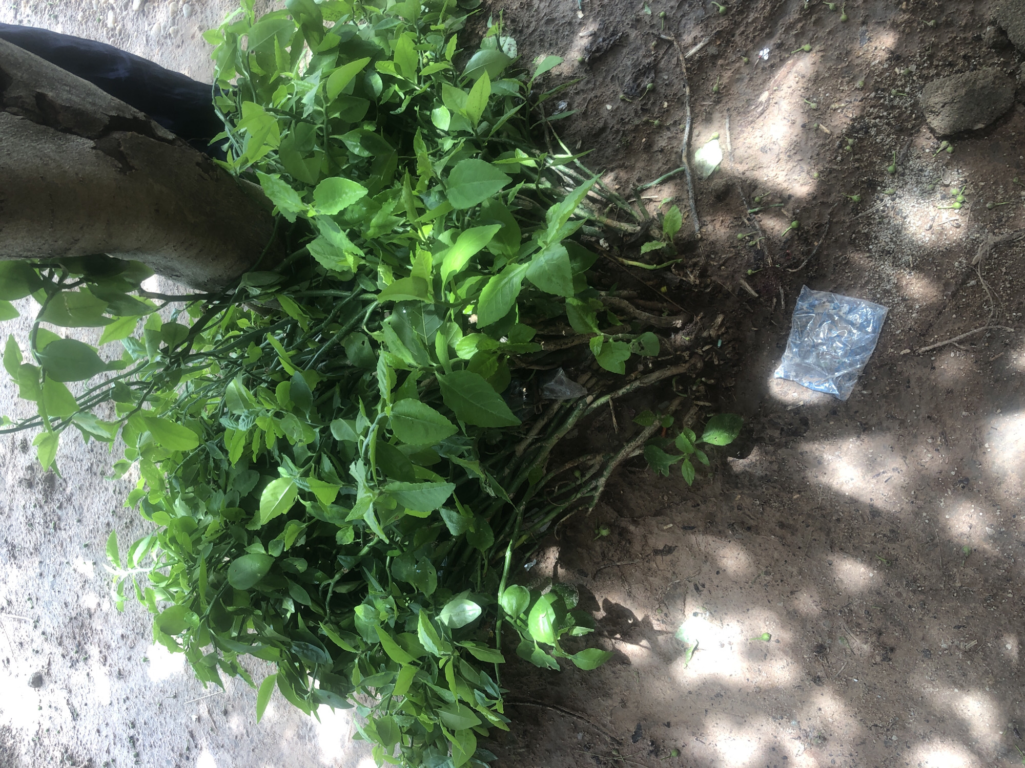 In Wukari, Nigeria, a pile of green leafy cuttings lies on the ground, partially encircling the base of a tree. The cuttings appear to be from a plant with multiple stems and vibrant green leaves. The ground is composed of dirt and small pebbles, with some scattered debris, including a crumpled piece of clear plastic. Sunlight casts dappled shadows across the scene, suggesting an outdoor environment, possibly a garden or a roadside area. A dark blue garment is visible in the background, partially obscuring the tree trunk, implying the presence of at least one person.