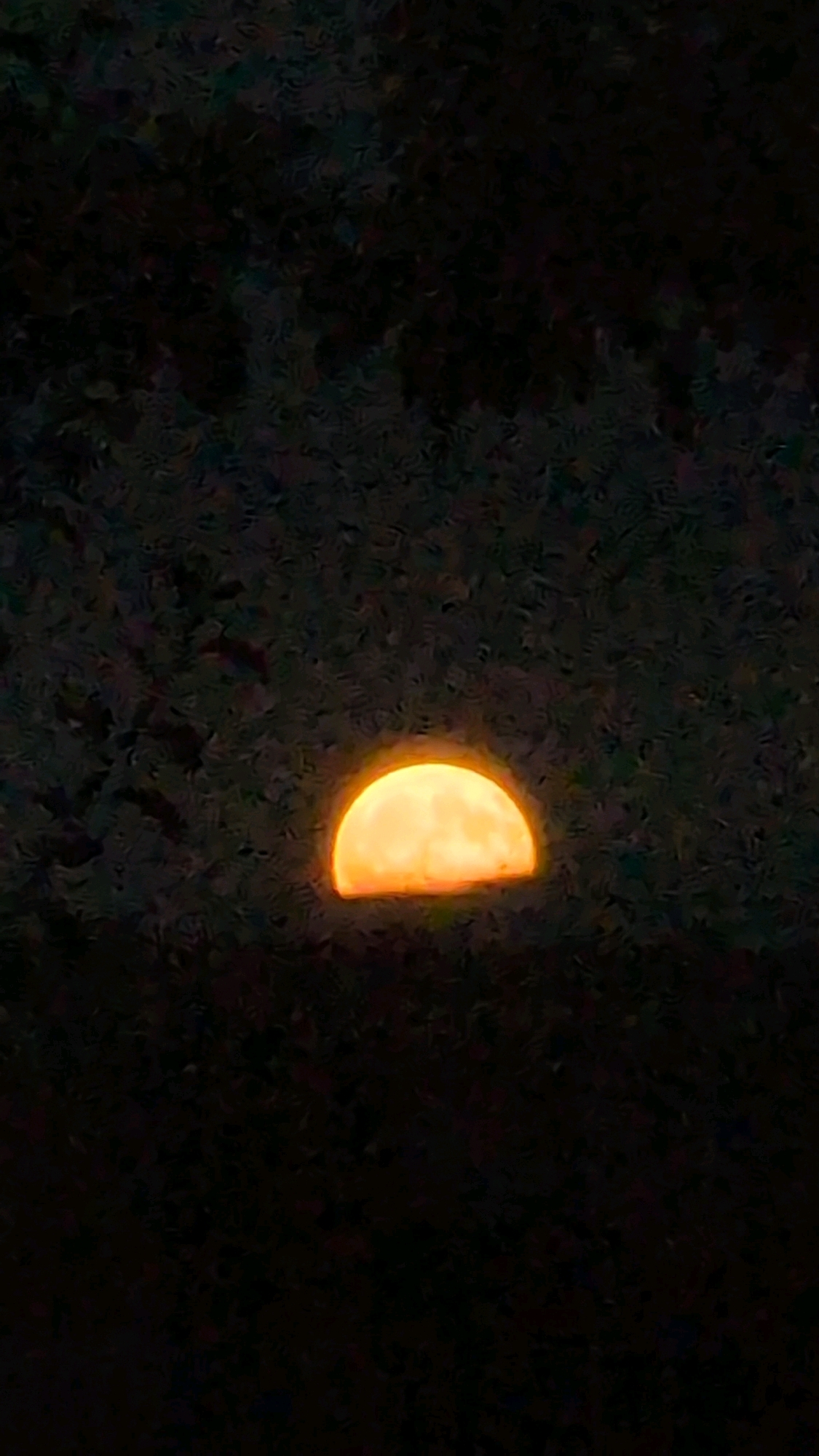 A half-moon, illuminated with an orange glow, is visible against a dark, textured background that appears to be foliage or trees. The moon occupies the center-right portion of the image. The image is vertically oriented and appears to be a photograph taken at night. There is no discernible location in the city of Izmail, Ukraine, or any specific details about people, actions, or interactions.