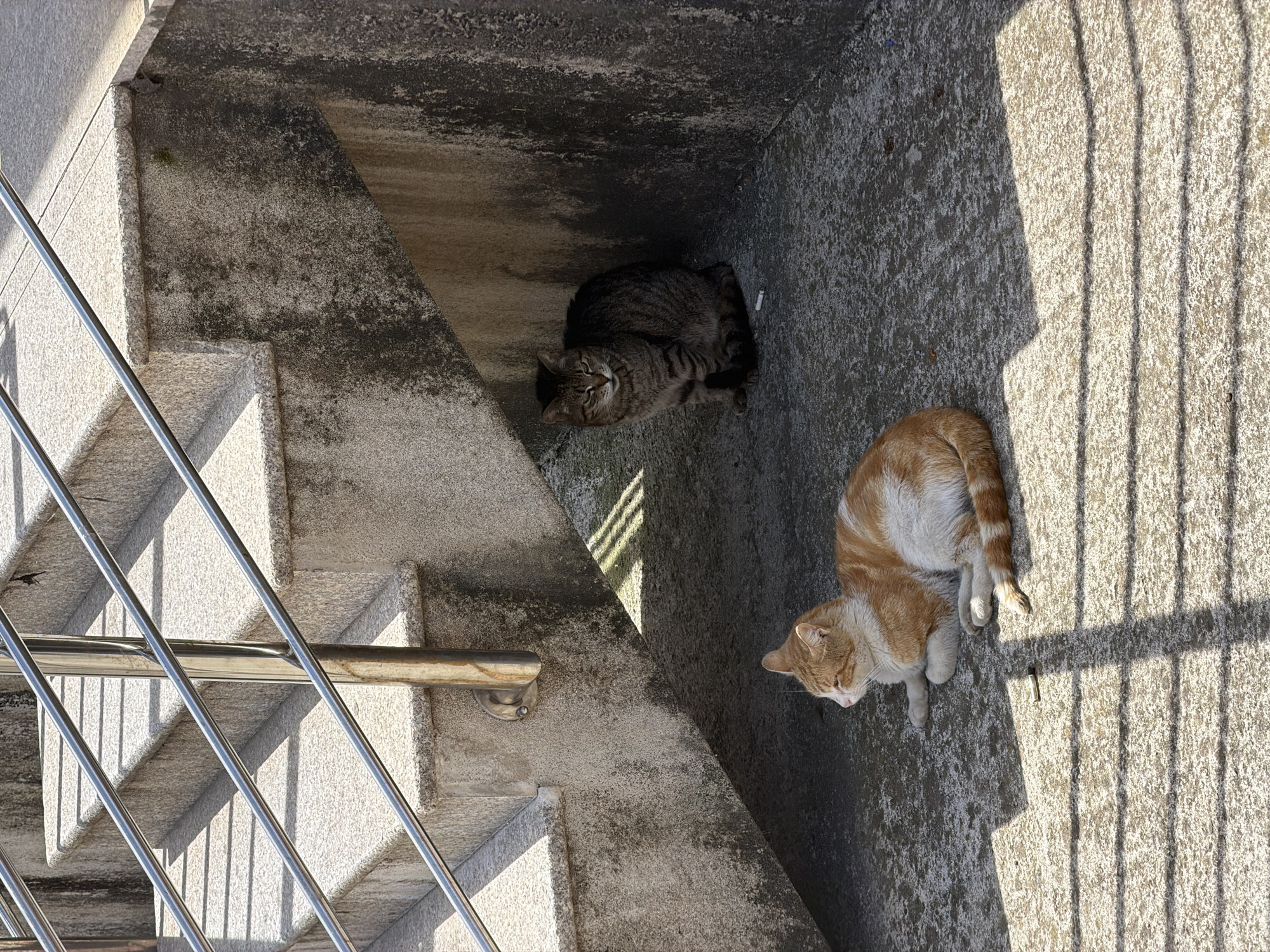 Two cats are resting in a concrete stairwell in an outdoor setting. One is a tabby cat lying in the shade near the top of the stairwell. The other cat is orange and white, resting in a sunny area at the bottom of the stairwell. A metal railing is visible on the left side of the frame. The stairwell is likely located in Budva, Montenegro.