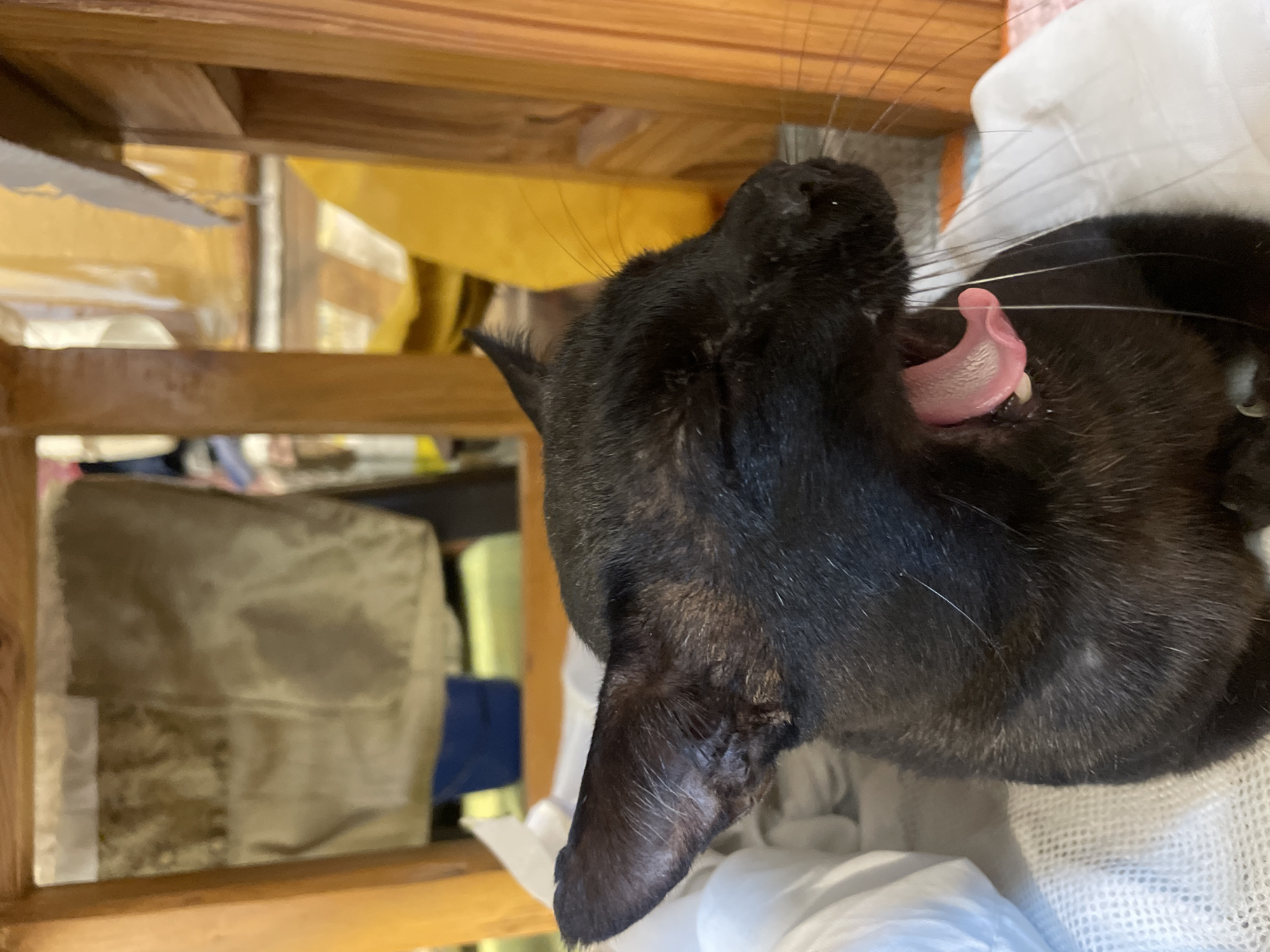 A black cat yawns widely, showing its pink tongue and teeth. The cat is lying on a white, netted surface, possibly a blanket or bed. In the background, wooden furniture and draped fabric are visible, with a yellow object in the distance. The scene appears to be indoors. The image does not provide any information to determine its location in Bhagsu, India.