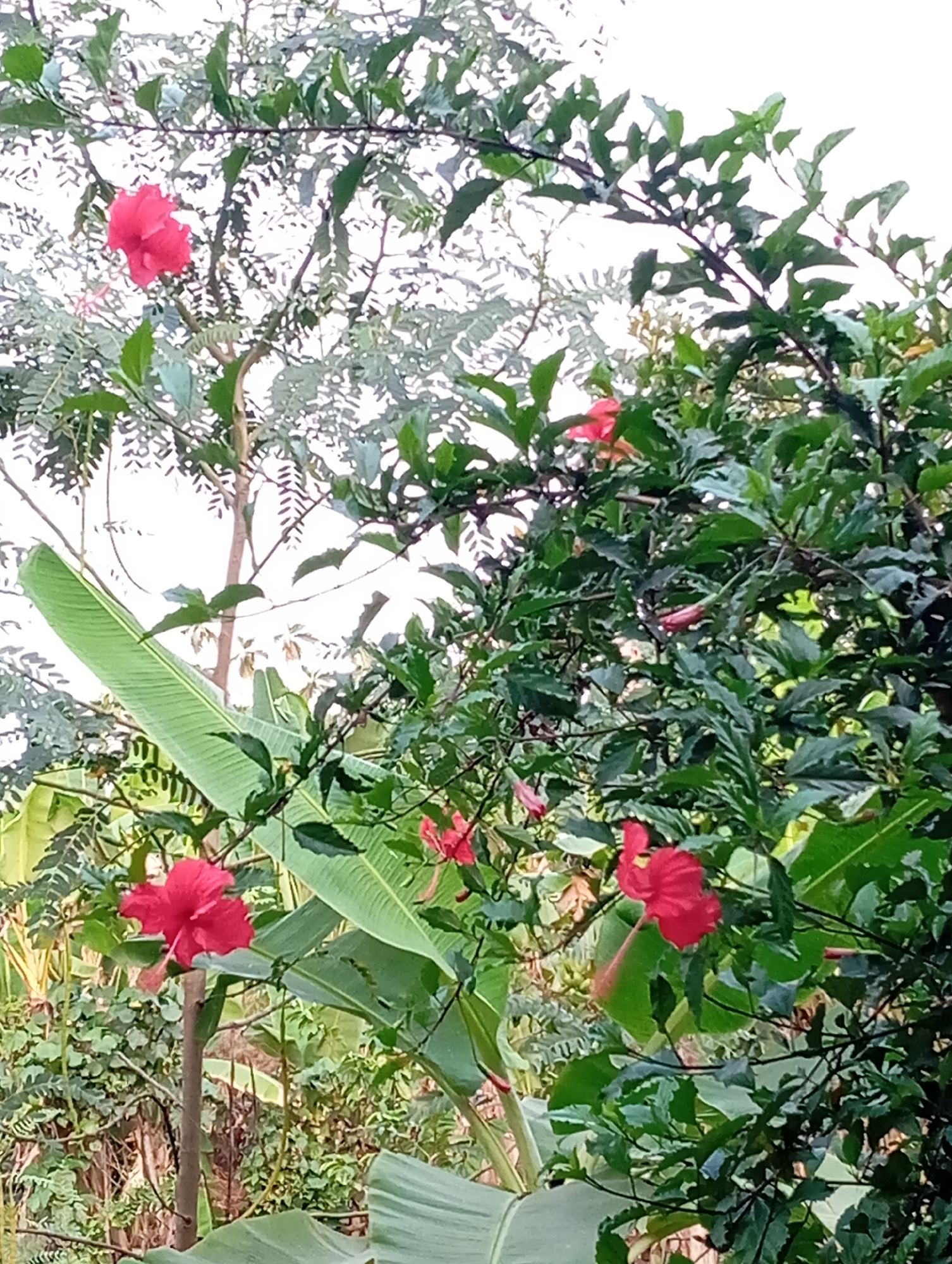 The image shows a vibrant outdoor scene in Sudikampiran, Indonesia, featuring lush greenery and bright red hibiscus flowers. Several hibiscus flowers are in full bloom, their petals a striking contrast against the dense foliage. Large, broad leaves, likely from a banana plant, are visible, adding to the tropical feel of the environment. The background is filled with a mix of trees and smaller plants, creating a natural and untamed landscape. The sky is overcast, suggesting a cloudy day. There are no people or animals present in the image, with the focus solely on the natural beauty of the flora.