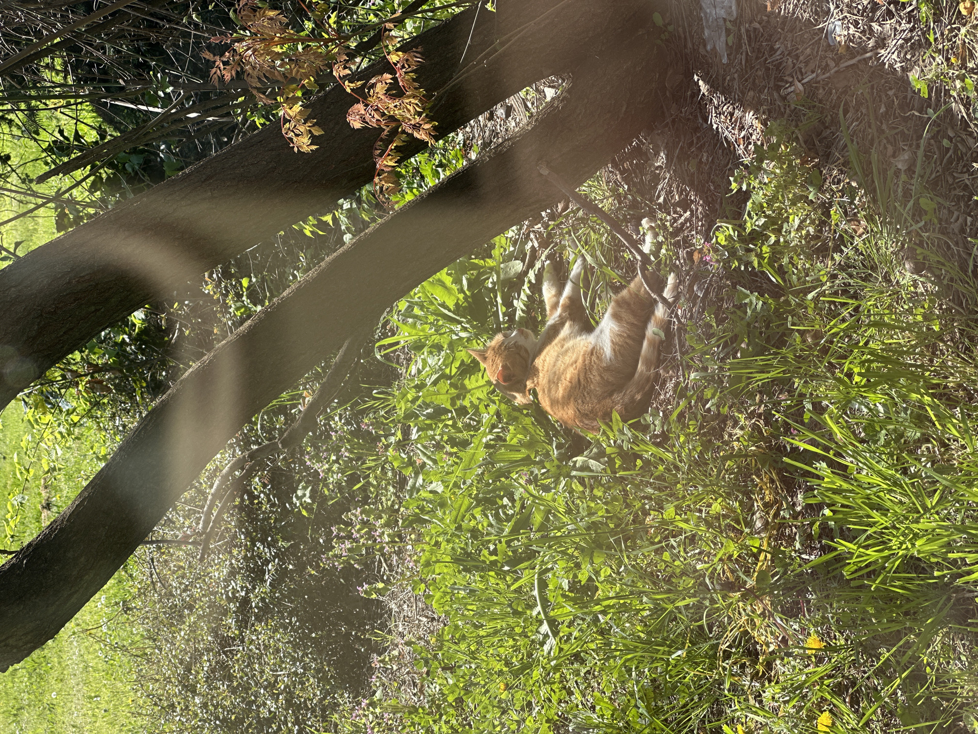 The image captures an outdoor scene, rotated approximately 90 degrees counter-clockwise from a vertical orientation. In the center, an orange and white domestic cat is visible, partially obscured by dense green foliage. The cat appears to be resting or stretching on its back or side, with one hind leg raised towards the top of the frame. Its fur is a bright ginger or orange color mixed with white on its belly and paws.
The setting is lush and natural, dominated by vibrant green grasses, weeds, and small plants that cover the ground. Several tree trunks traverse the frame; a prominent dark brown trunk extends diagonally across the midground, and other branches and trunks are visible in the background, some with sparse brown and green leaves. The overall impression is a wooded or garden environment.
Bright, direct sunlight bathes the scene, creating strong highlights on the foliage and the cat's fur. Visible sunbeams or lens flare streaks across the main tree trunk and parts of the foreground, indicating a sunny day, likely morning or late afternoon given the quality of light. The ground beneath the vegetation also shows patches of dried leaves and earth. No human figures or discernible text are present. The scene conveys a peaceful moment of a cat enjoying the natural environment.