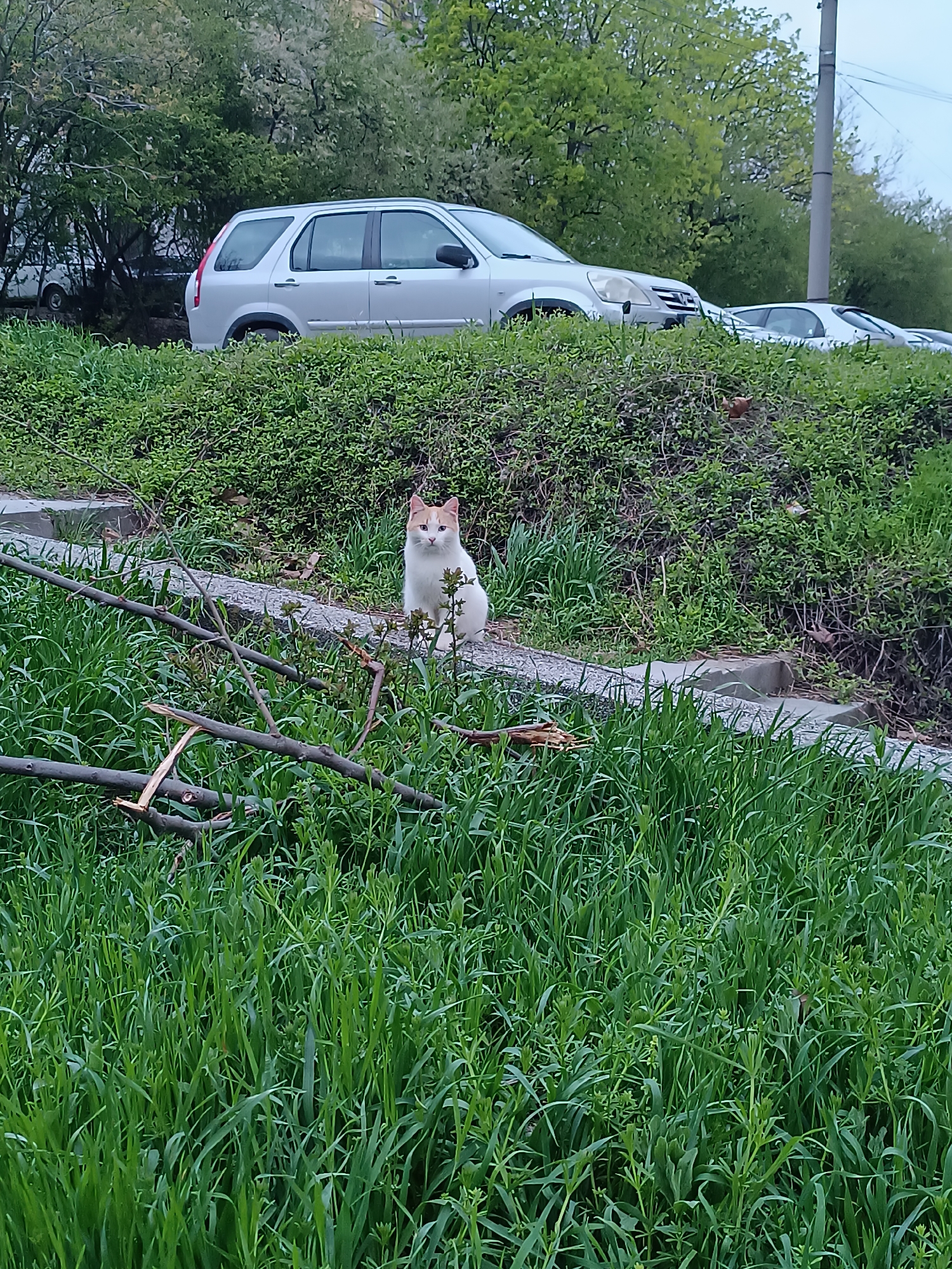 The image shows an outdoor scene with a white and orange cat sitting on a concrete ledge in front of lush green vegetation. Fallen branches are scattered in the foreground. Behind the vegetation, there's a silver SUV and other cars parked on the street. The location appears to be in an urban area of Pleven, Bulgaria, as requested, with trees in the background suggesting a park or residential area. There are no visible people, only the cat and inanimate objects. The cat is looking directly at the camera.