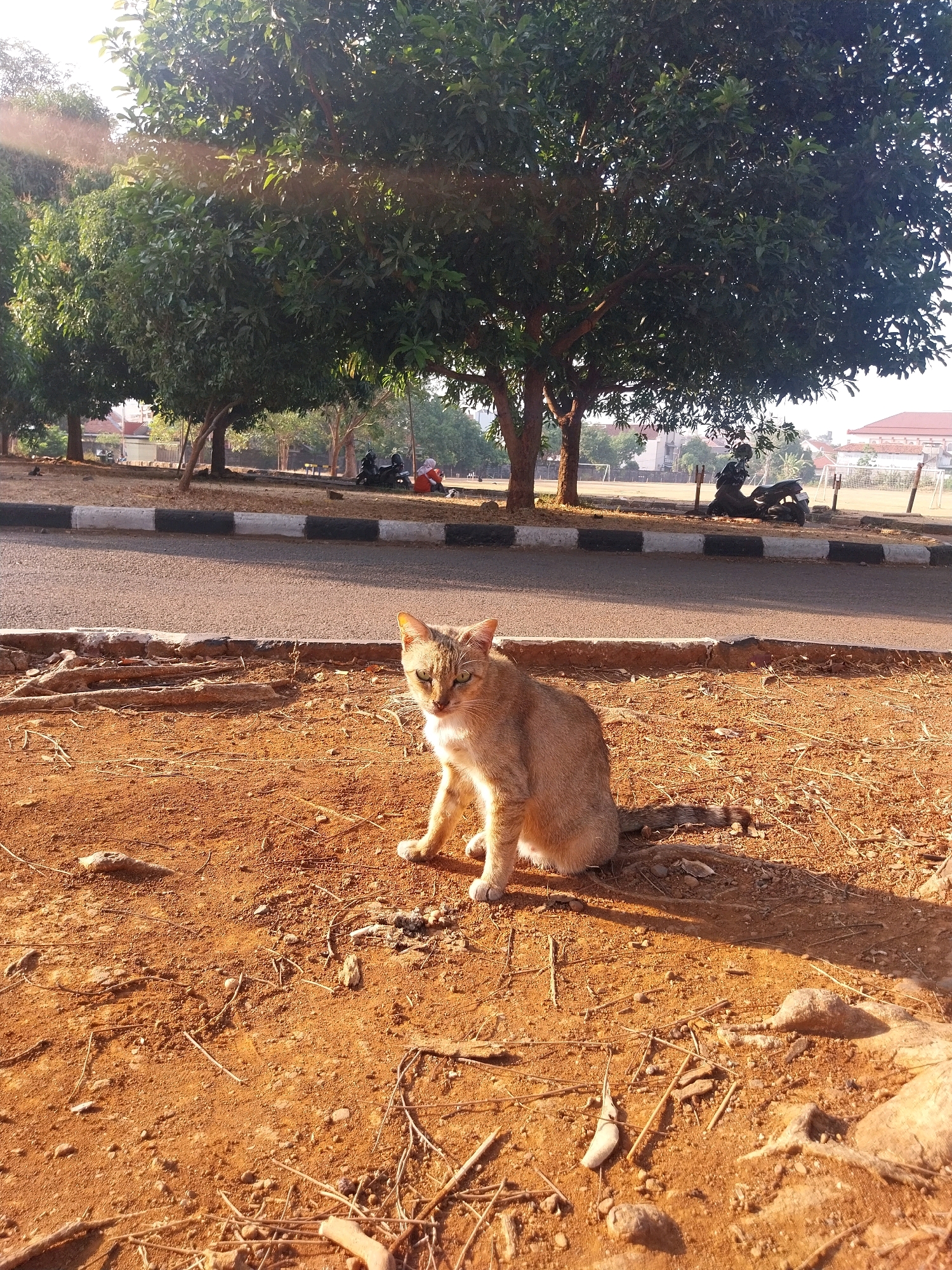 A light brown tabby cat sits on reddish-brown dirt, facing forward, with its head slightly tilted. The cat's eyes are greenish-yellow, and it has a white patch on its chest and paws. Behind the cat, a paved road runs horizontally, bordered by a curb with black and white stripes. Beyond the road are several large trees with dense green foliage, casting shadows. In the background, several motorcycles are parked, and two people, one wearing a red headscarf, are seated on the ground. Further in the distance, there are buildings and a sports field with goalposts. The sun is low in the sky, creating a warm, golden light and long shadows. The overall scene suggests an outdoor area, possibly a park or a school campus, in the city of Cirebon, Indonesia, during a sunny afternoon.