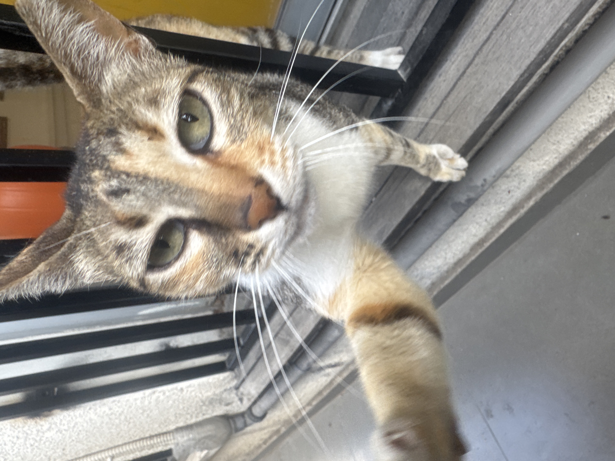 The image depicts a close-up view of a cat with light green eyes and a multicolored coat. The cat's head is tilted towards the camera, with one paw extended into the frame. The background reveals a metal structure with horizontal bars, possibly a balcony or window frame. Given the requested location, there is no evidence that this photo was taken in Tel-Aviv, Israel.
