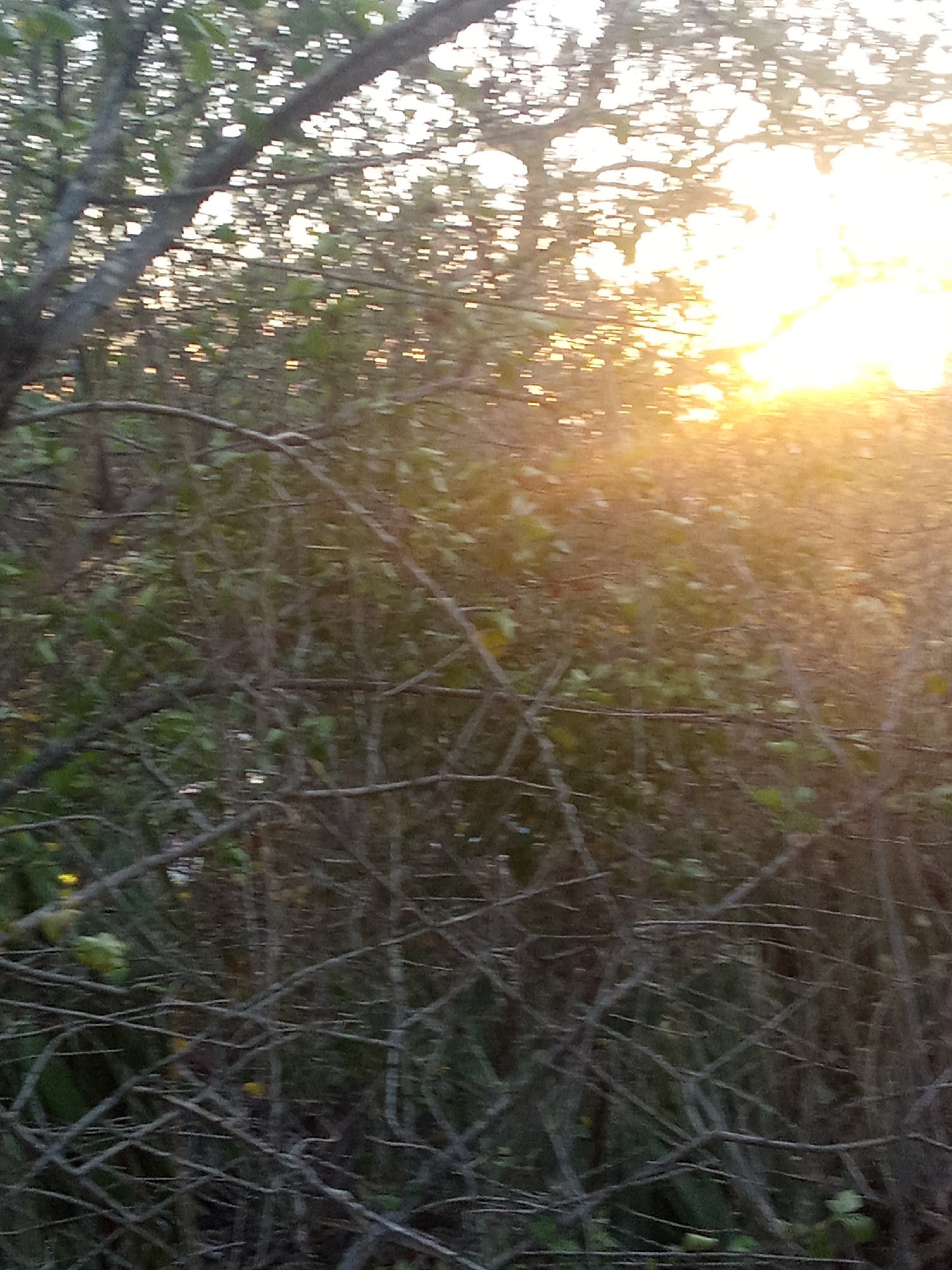 The image appears to be taken in a densely vegetated area, possibly a wooded area on the outskirts of Altagracia, Venezuela. The scene is dominated by the interwoven branches of trees and shrubs, with patches of green foliage visible. The sun is low in the sky, emitting a strong, golden light that filters through the branches, creating a hazy atmosphere. The overall impression is one of a natural, overgrown landscape in a state of semi-obscurity due to the dense vegetation and strong backlighting. There are no visible human figures or signs of human intervention beyond the presence of the path. The scene is likely a snapshot of a wild or semi-wild area on the urban fringe of Altagracia.