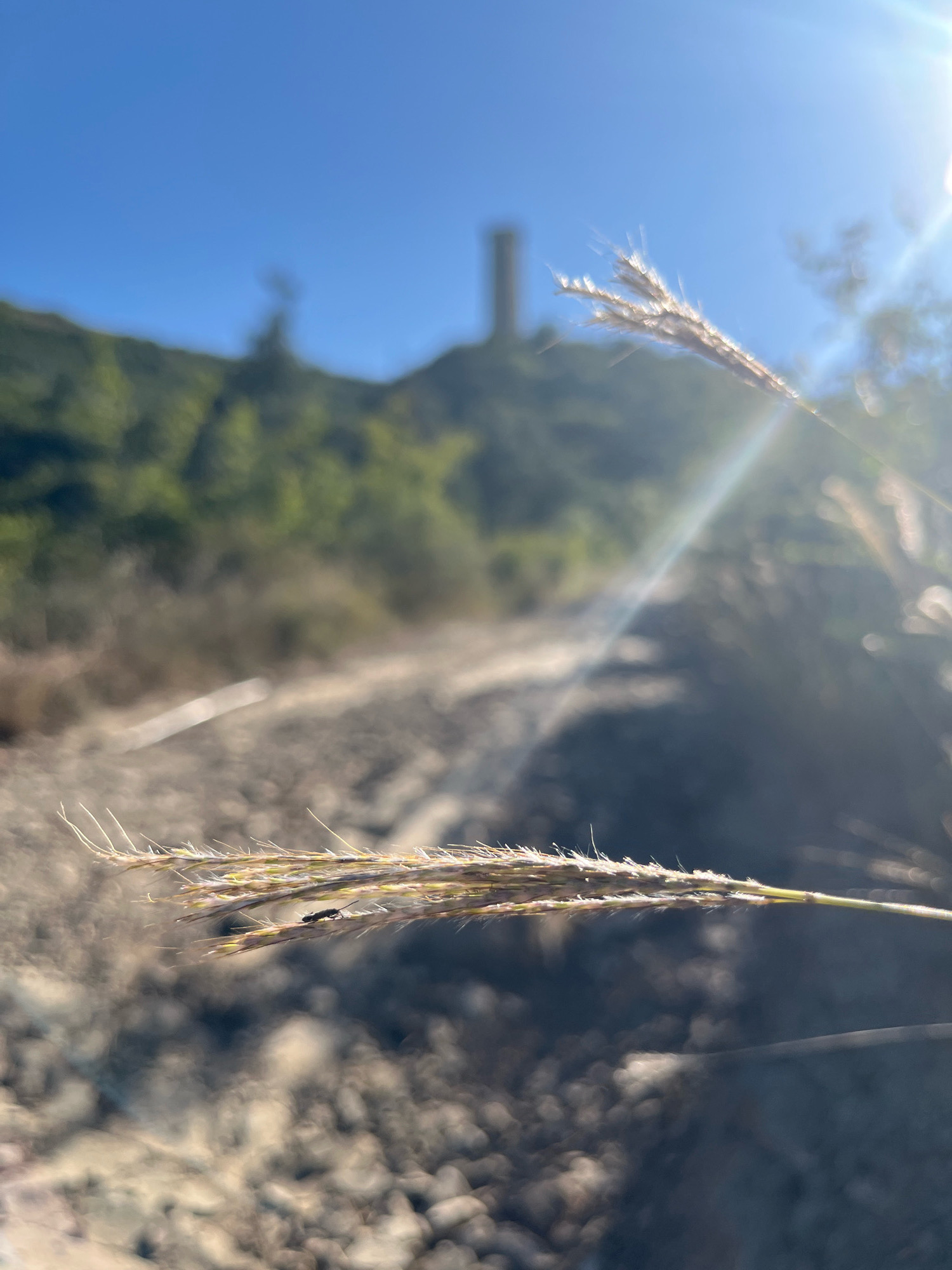 The image shows a close-up of a grassy stalk in the foreground, with a distinct ant on it. In the background, a blurred landscape with a tower on a hill is visible, possibly in Tbilisi, Georgia. The sky is clear and blue, with the sun casting a bright glare. The environment appears to be outdoors, with dry ground and some vegetation.