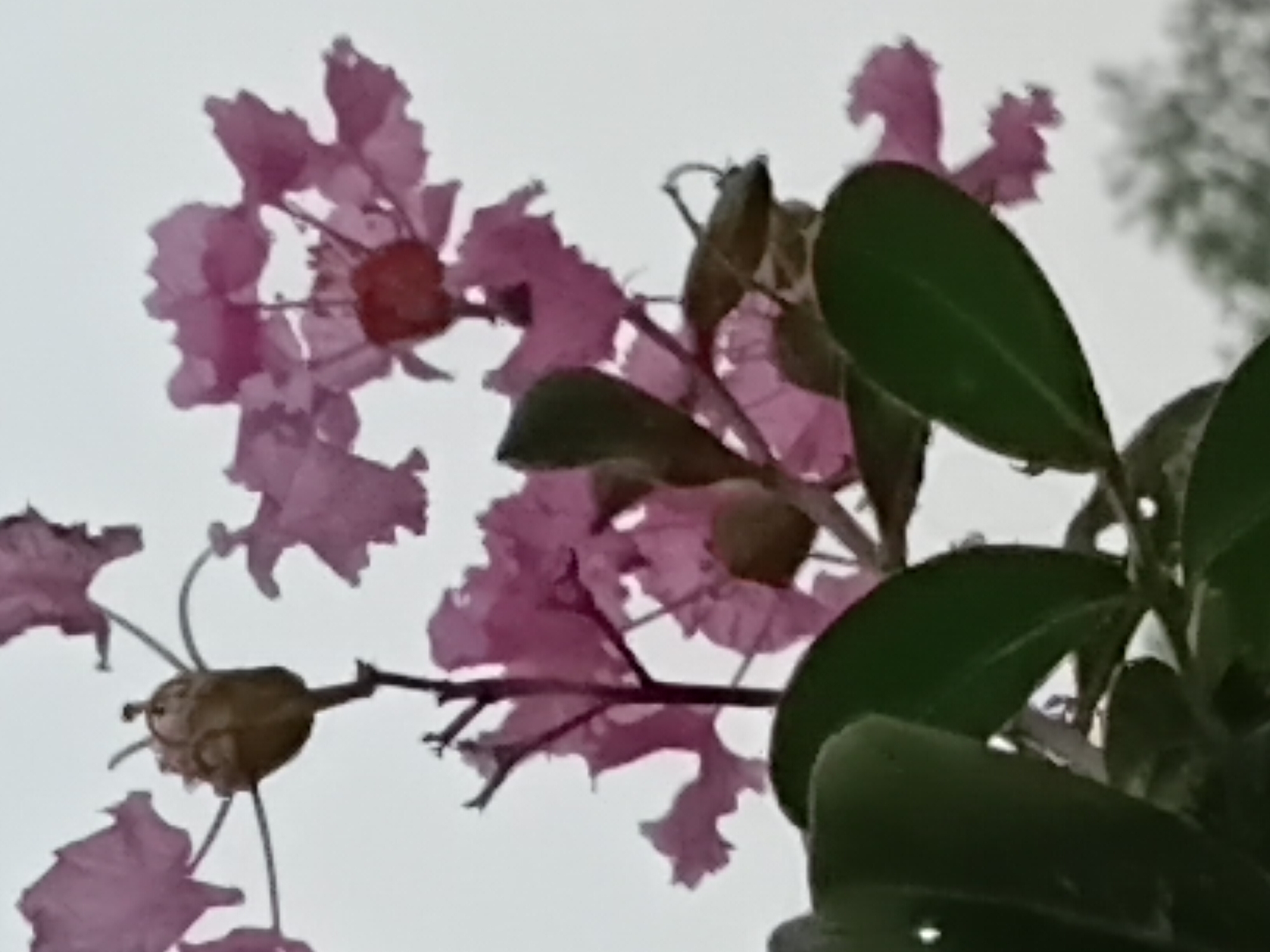The image shows a close-up of pink crepe myrtle flowers against an overcast sky. In the foreground, dark green leaves are visible. The flowers have delicate, ruffled petals and a reddish-brown center. One of the flowers appears to be developing into a seed pod. There is no visible evidence of human presence, specific landmarks, or any activities taking place that would indicate a location within the city of Margo Rukun, Indonesia. The scene is purely botanical and appears to be an outdoor shot.