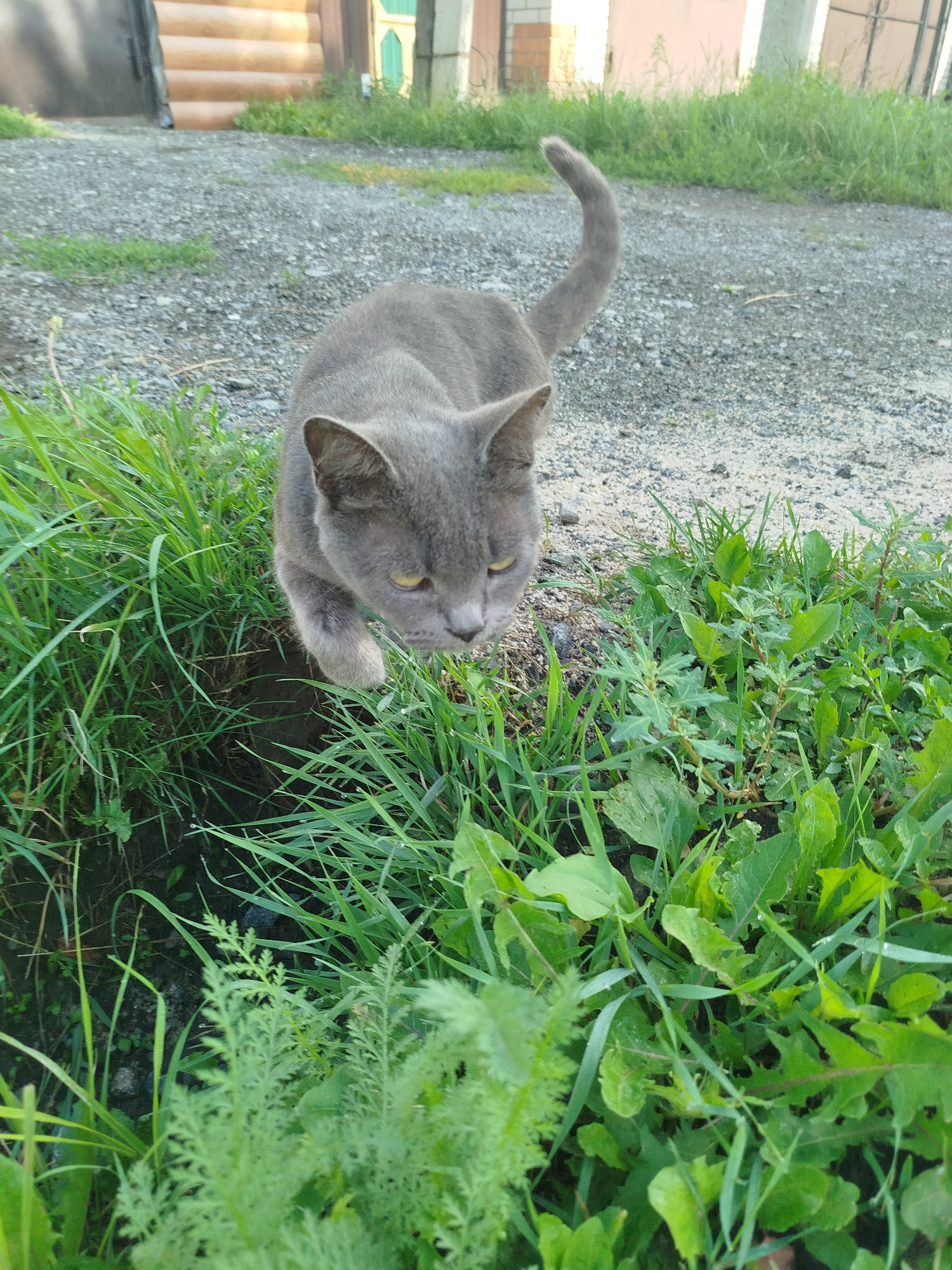 A grey cat with yellow eyes is walking on gravel near green grass. The cat is in focus and is the main subject of the image. In the background, there is a wooden structure with steps and some buildings. The scene appears to be outdoors, possibly in a rural or suburban area of Zavodoukovsk, Russia.