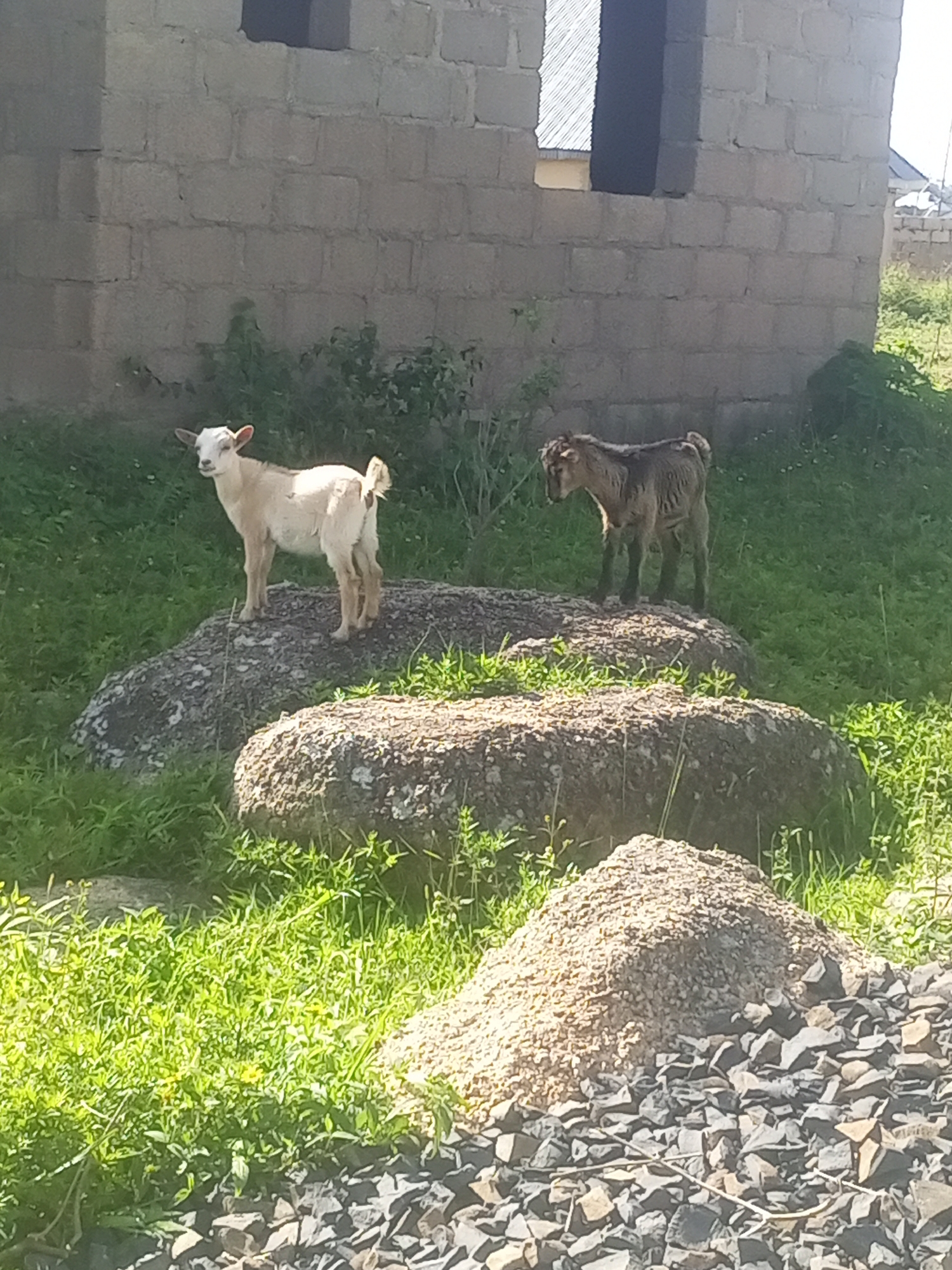 Two goats, one light tan and white, the other a darker brown, are standing on large rocks in a grassy area. Behind them is an unfinished building constructed of grey concrete blocks. The building has large rectangular openings where windows and a door would be. The area appears to be an outdoor scene, likely in a residential or construction area, given the presence of building materials and the unfinished structure. The lighting suggests it is daytime with sunlight casting shadows. The overall environment is rural or semi-urban, consistent with parts of Jos, Nigeria.