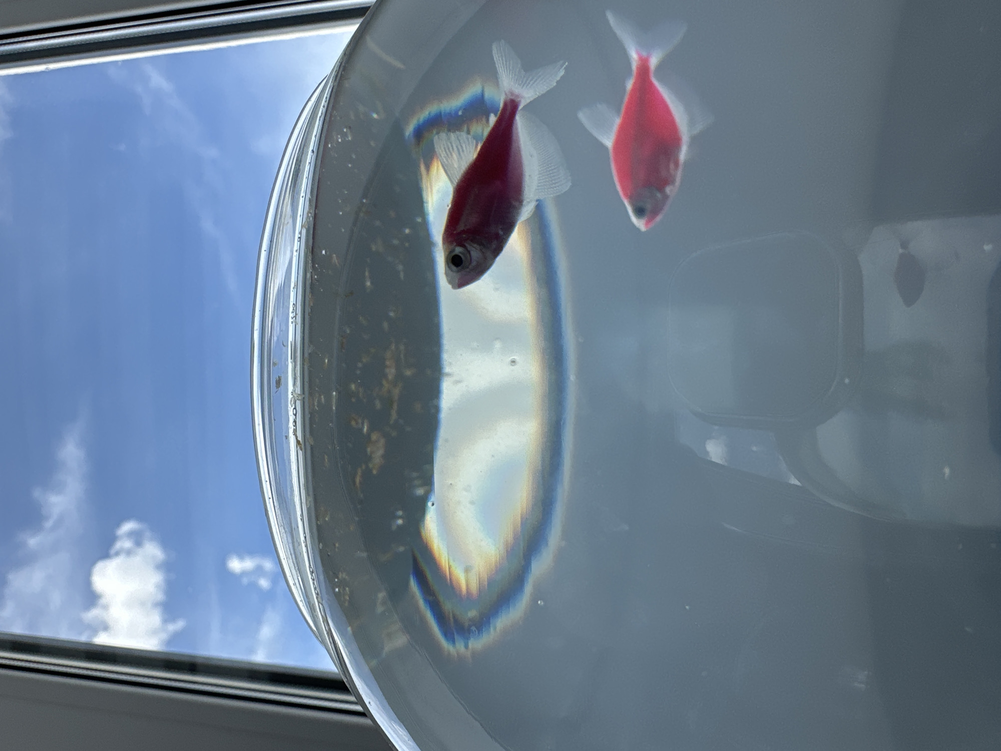 Two red and white fish swim in a clear, round fishbowl. The bowl is likely indoors, as a window is visible in the background, showing a blue sky with scattered white clouds. The environment outside the window is unknown. The fish are the main subjects of the image. The fishbowl is transparent, showing distortions and reflections of light within the water. The overall scene is simple, focusing on the fish in their aquatic environment. The location is unknown.