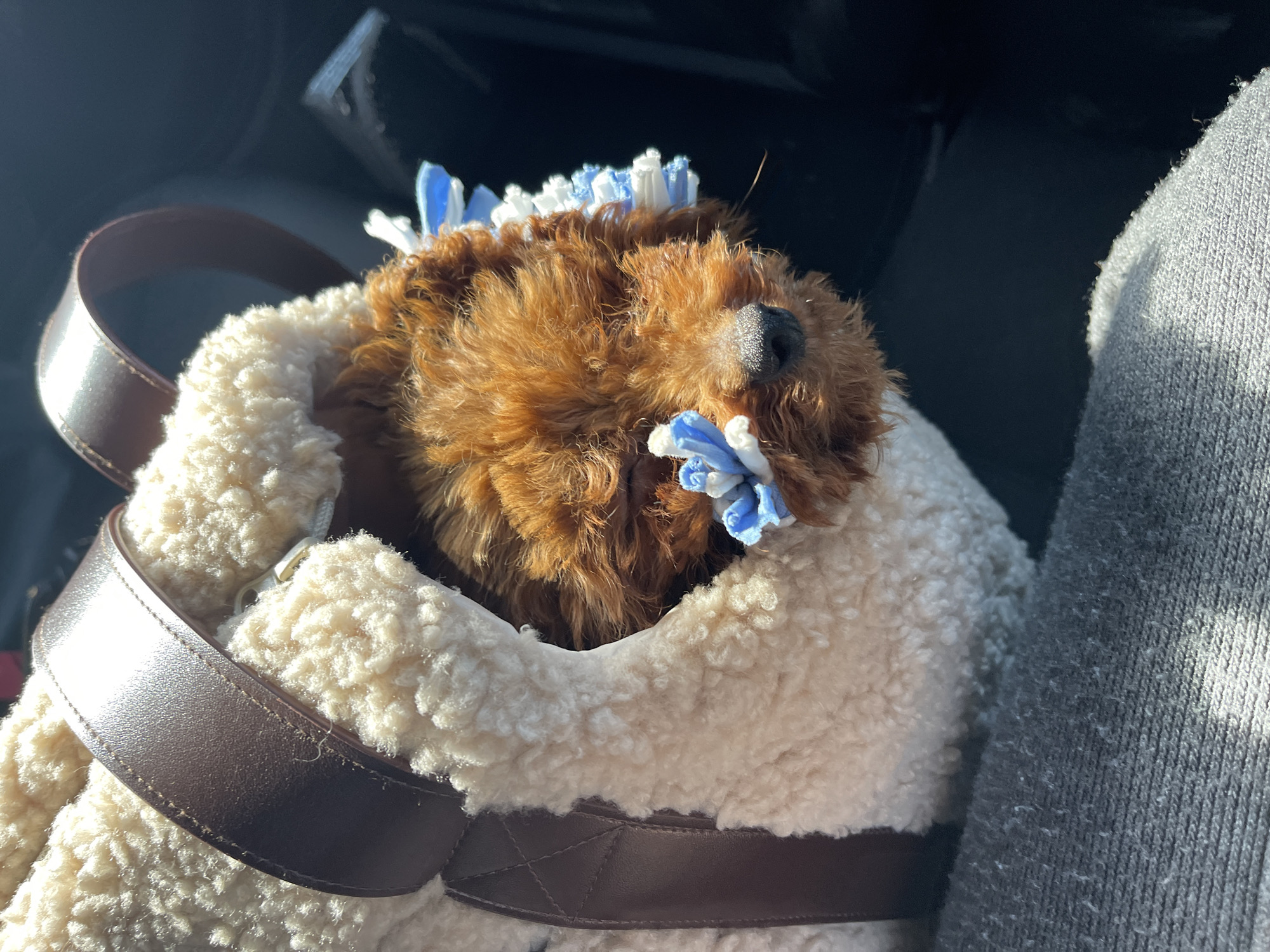 A small, reddish-brown, curly-haired dog, consistent with a poodle or doodle puppy, is positioned within a cream-colored, sherpa-style pet carrier featuring brown faux leather straps and trim. The dog's face, primarily its black nose and mouth area, is visible, with its eyes largely obscured by fur and multiple small blue and white fabric floral decorations attached to its head. The carrier rests on a grey, woven fabric surface, possibly a car seat or clothing, exhibiting slight pilling. The background is dark and out of focus, indicative of a vehicle's interior. Bright sunlight enters from the upper left, illuminating the subjects. No human subjects are visible. The specific location in Busmantsi, Bulgaria, is not discernible from the visual content of the image.