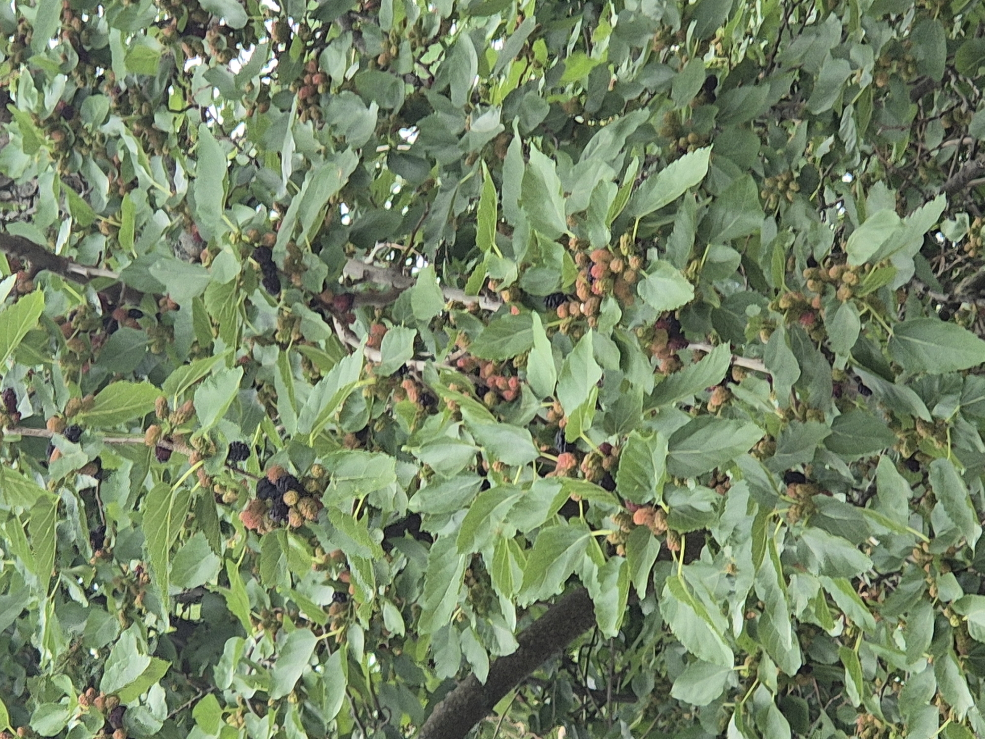 The image is a close-up, high-angle, full-frame shot of a mulberry tree with numerous ripening mulberries and green leaves. The mulberries appear in various stages of ripeness, ranging from green to reddish-brown and dark purple. The tree is dense with foliage, and branches are partially visible. The scene is located in Sozonivka, Ukraine. No people or animals are present in the image. The lighting suggests an overcast day.